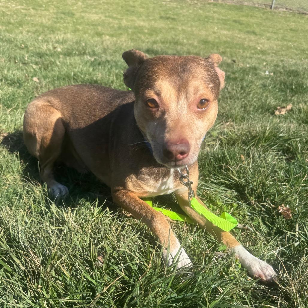 Enlarge Robertson, a ADOPTABLE mixed breed in Kansas City, KS image 3/4