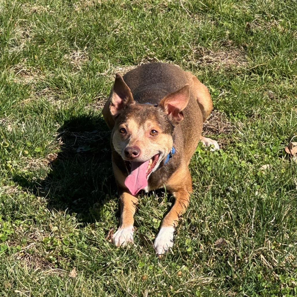 Enlarge Robertson, a ADOPTABLE mixed breed in Kansas City, KS image 4/4