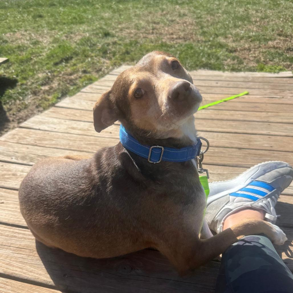 Enlarge Robertson, a ADOPTABLE mixed breed in Kansas City, KS image 1/4