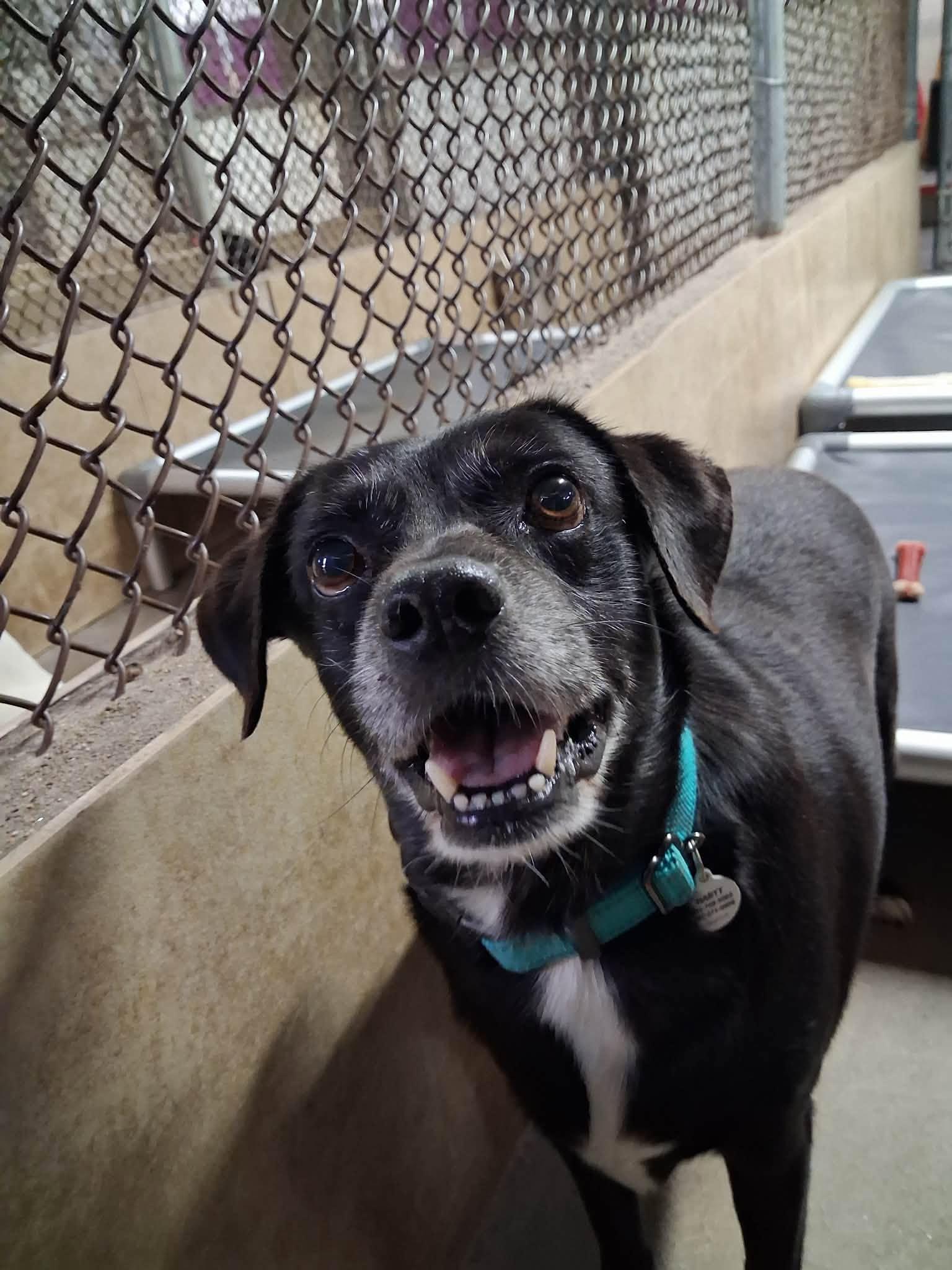 Enlarge Crescendo, a Adoptable mixed breed in Phoenix, AZ image 3/4