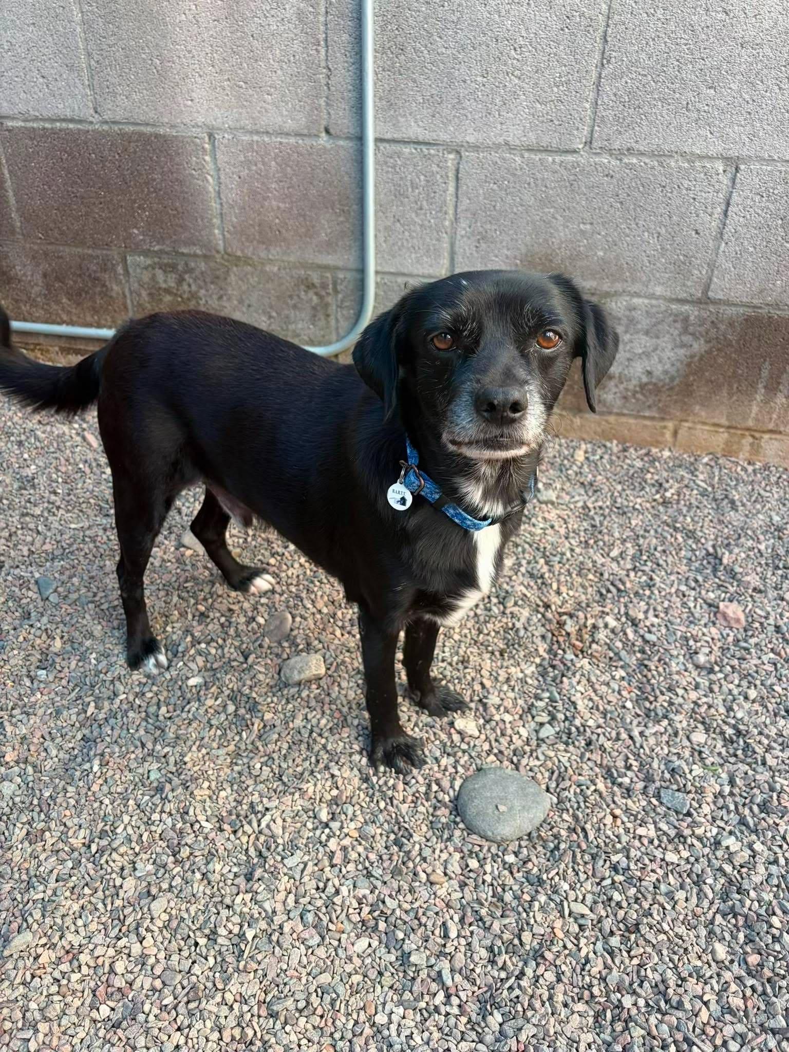 Crescendo, Adoptable, Senior Male Chihuahua & Whippet.