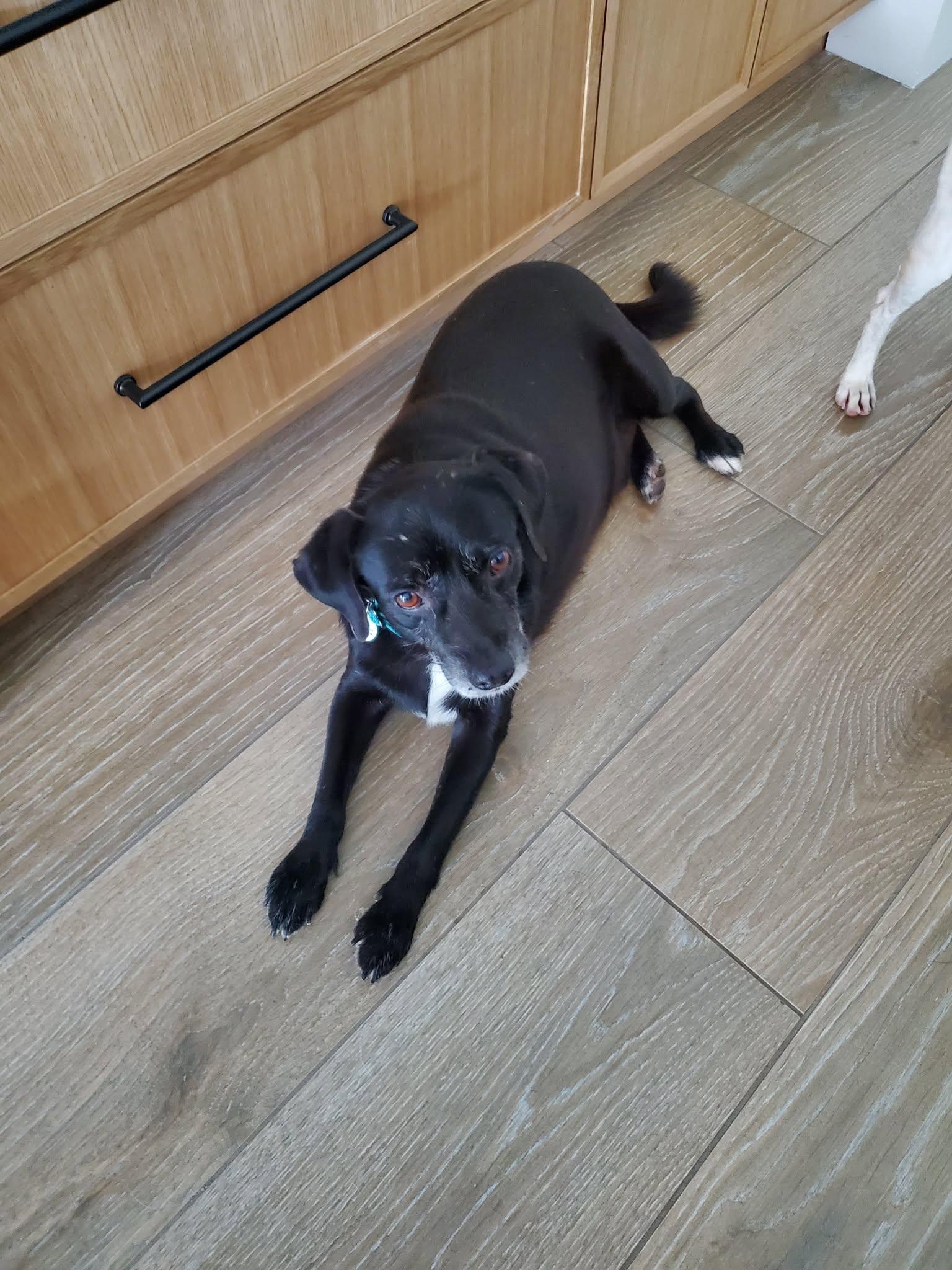 Enlarge Crescendo, a Adoptable mixed breed in Phoenix, AZ image 2/4