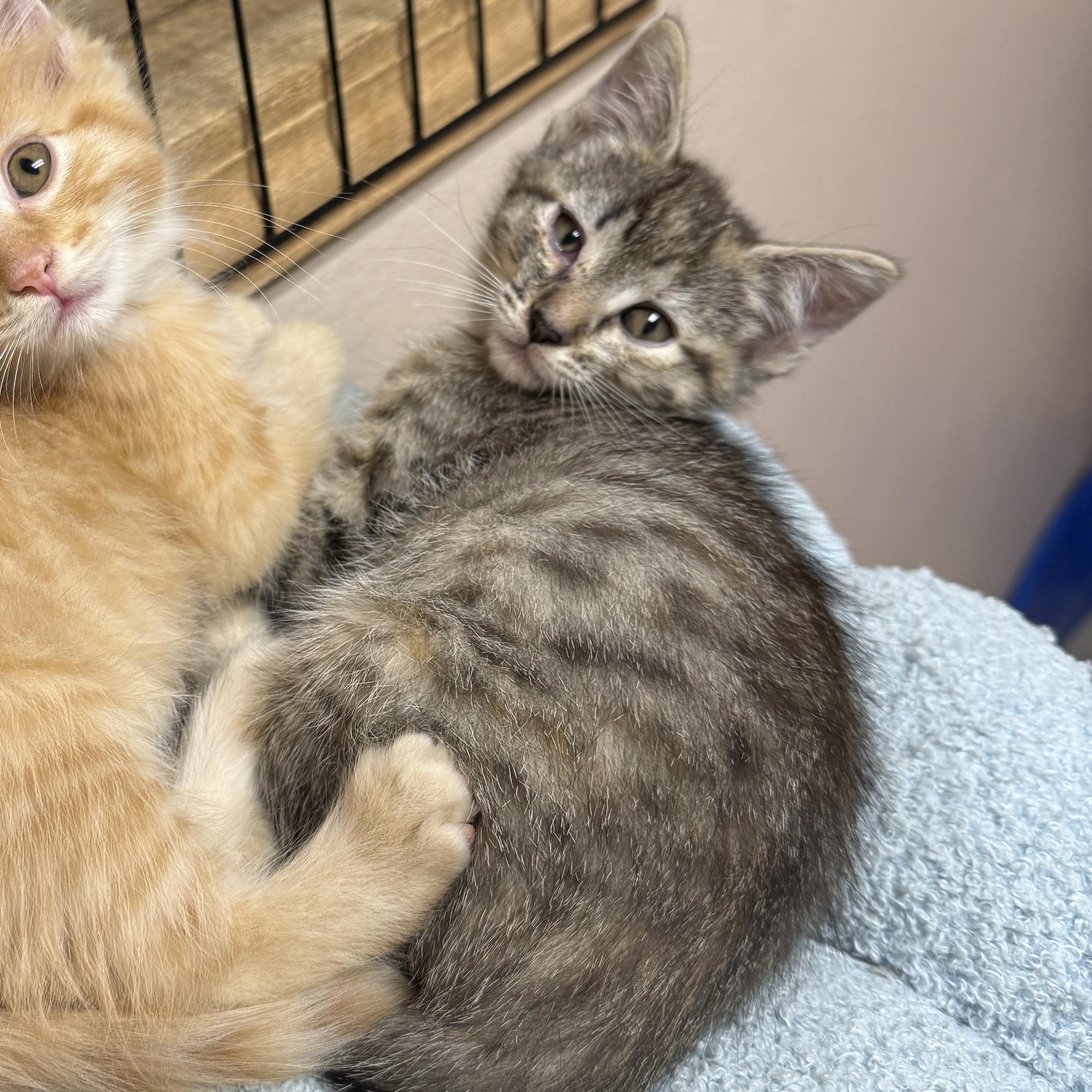 Shale, adopted, Kitten Male Domestic Short Hair.