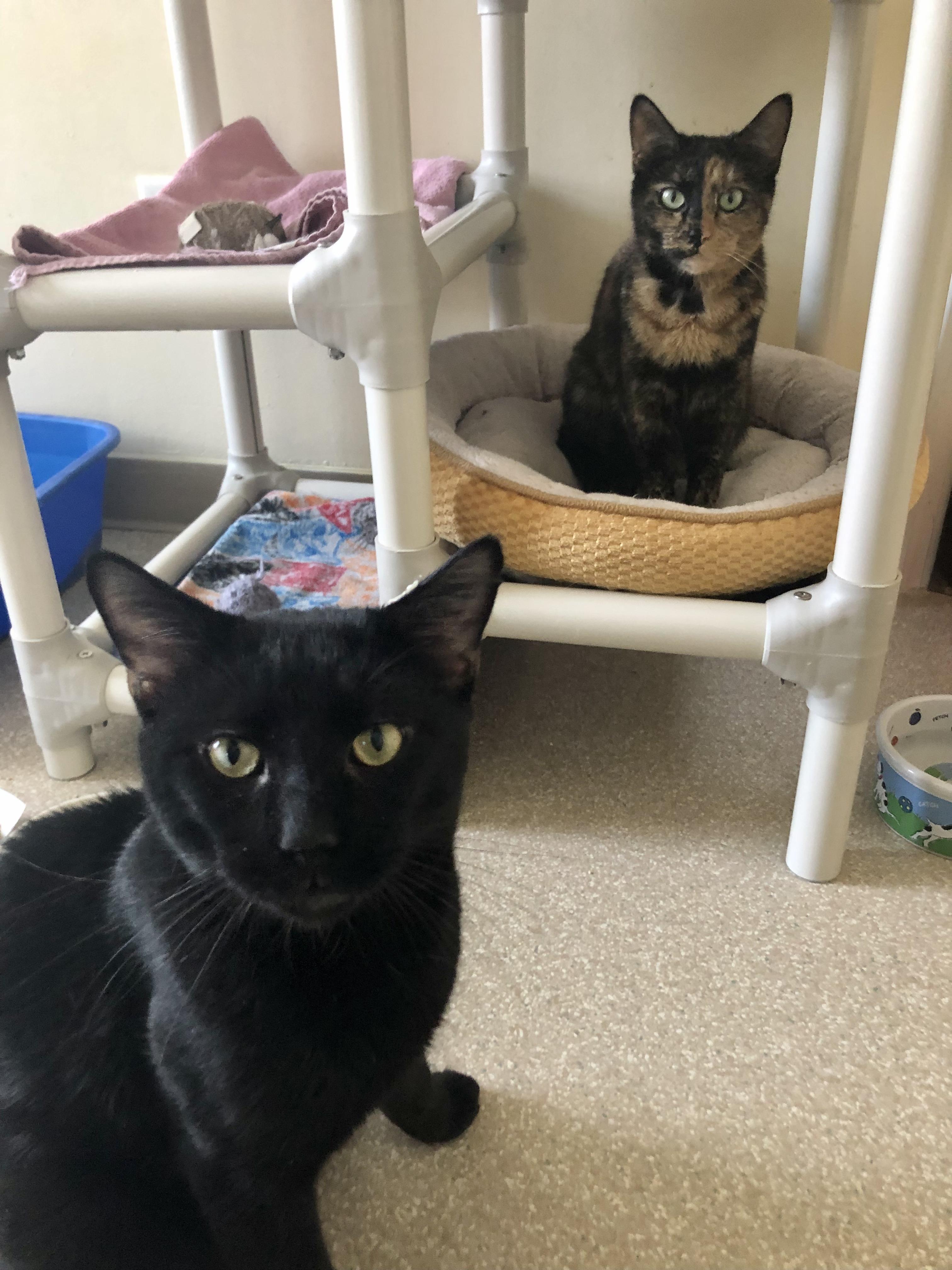 Gripz and Wonder Ball, ADOPTABLE, Adult Male Domestic Short Hair.