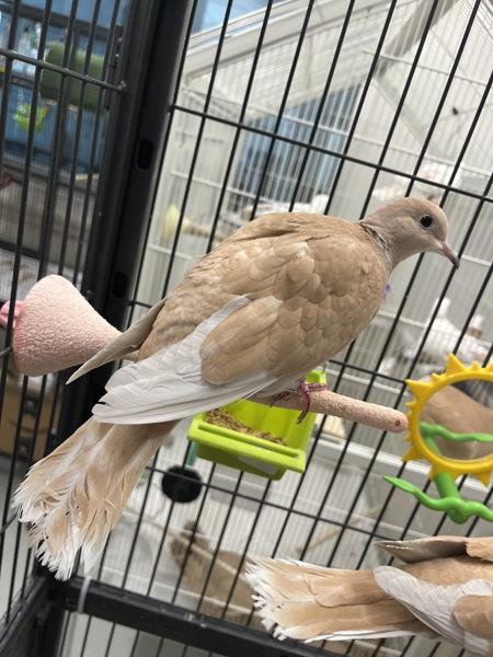 Enlarge Fiddle (Cage 2), a Adoptable mixed breed in Stratham, NH image 1/1