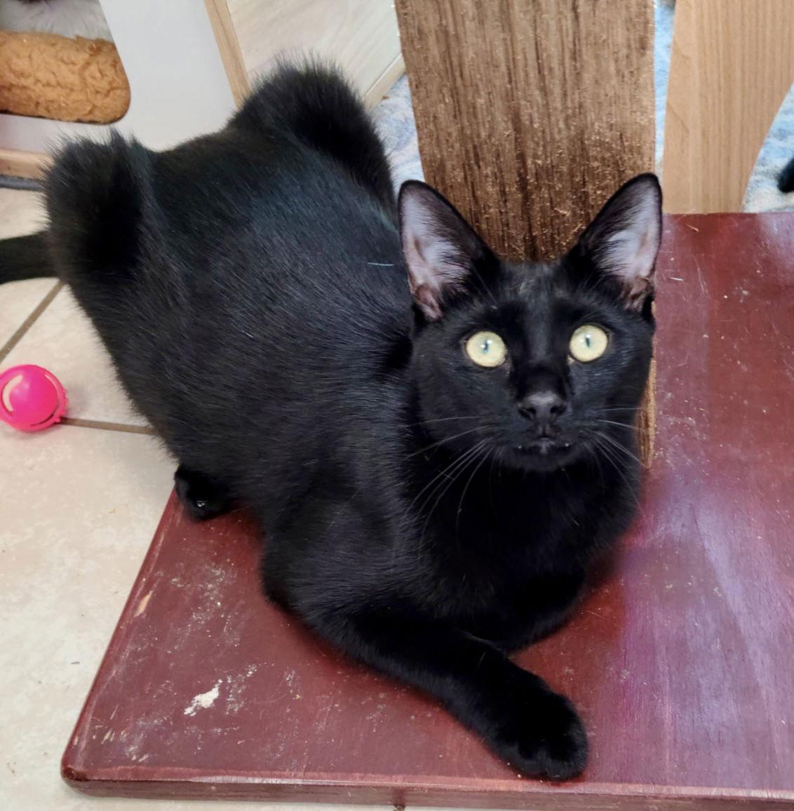 Gus, Adopted, Kitten Male Domestic Short Hair.