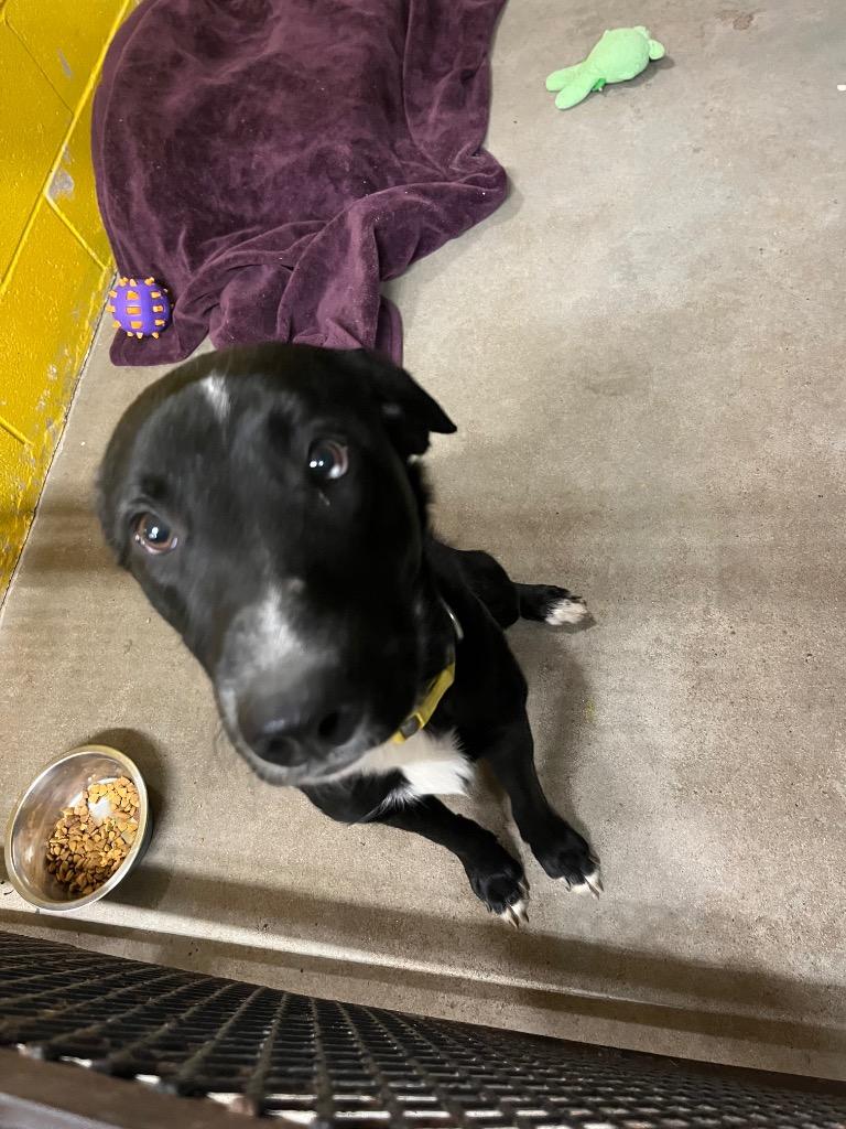 Enlarge Elroy, a Adoptable mixed breed in Murray, KY image 3/6