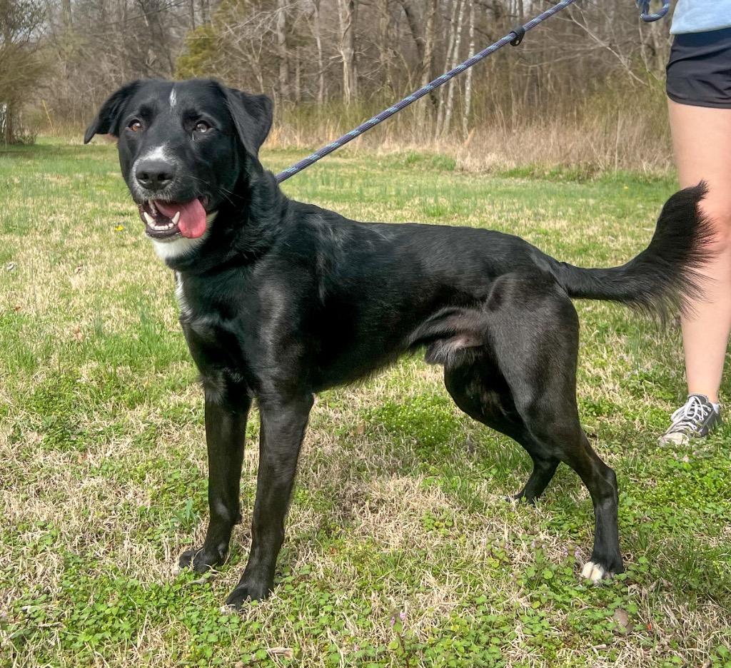 Elroy, Adoptable, Young Male Border Collie & German Shorthaired Pointer.