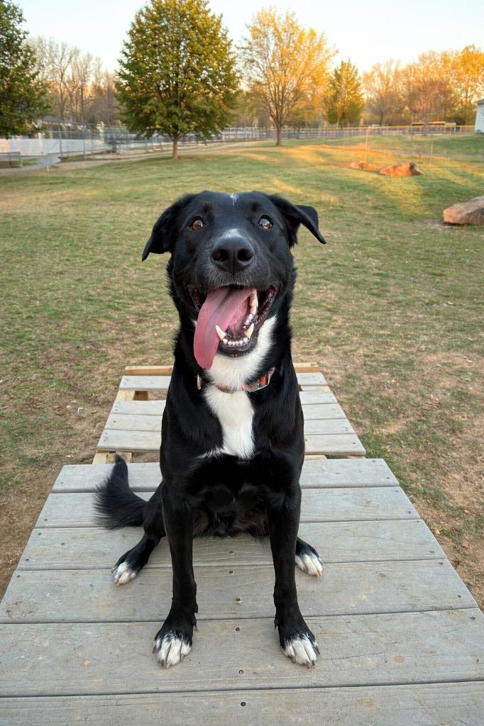 Enlarge Elroy, a Adoptable mixed breed in Murray, KY image 4/6