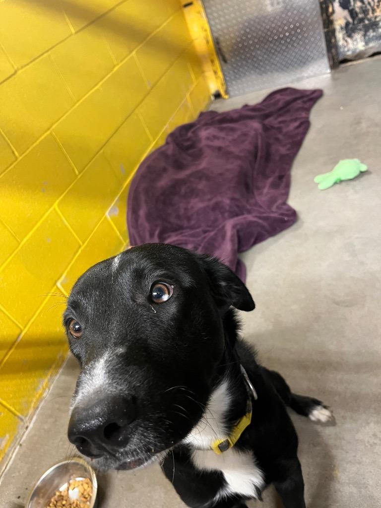 Enlarge Elroy, a Adoptable mixed breed in Murray, KY image 3/5