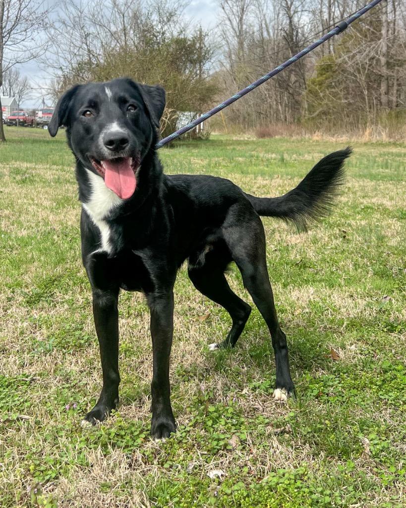 Enlarge Elroy, a Adoptable mixed breed in Murray, KY image 5/5