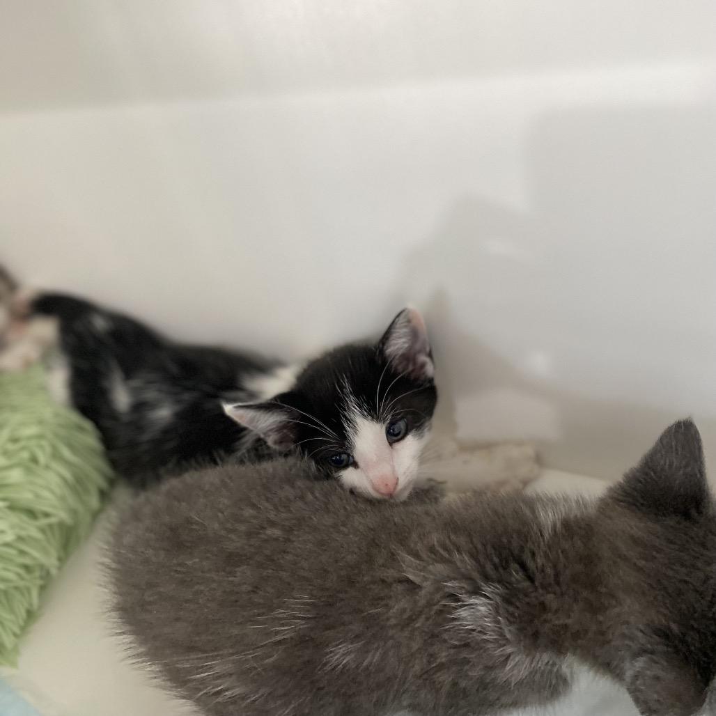 Rolo, Adoptable, Kitten Male Domestic Short Hair.