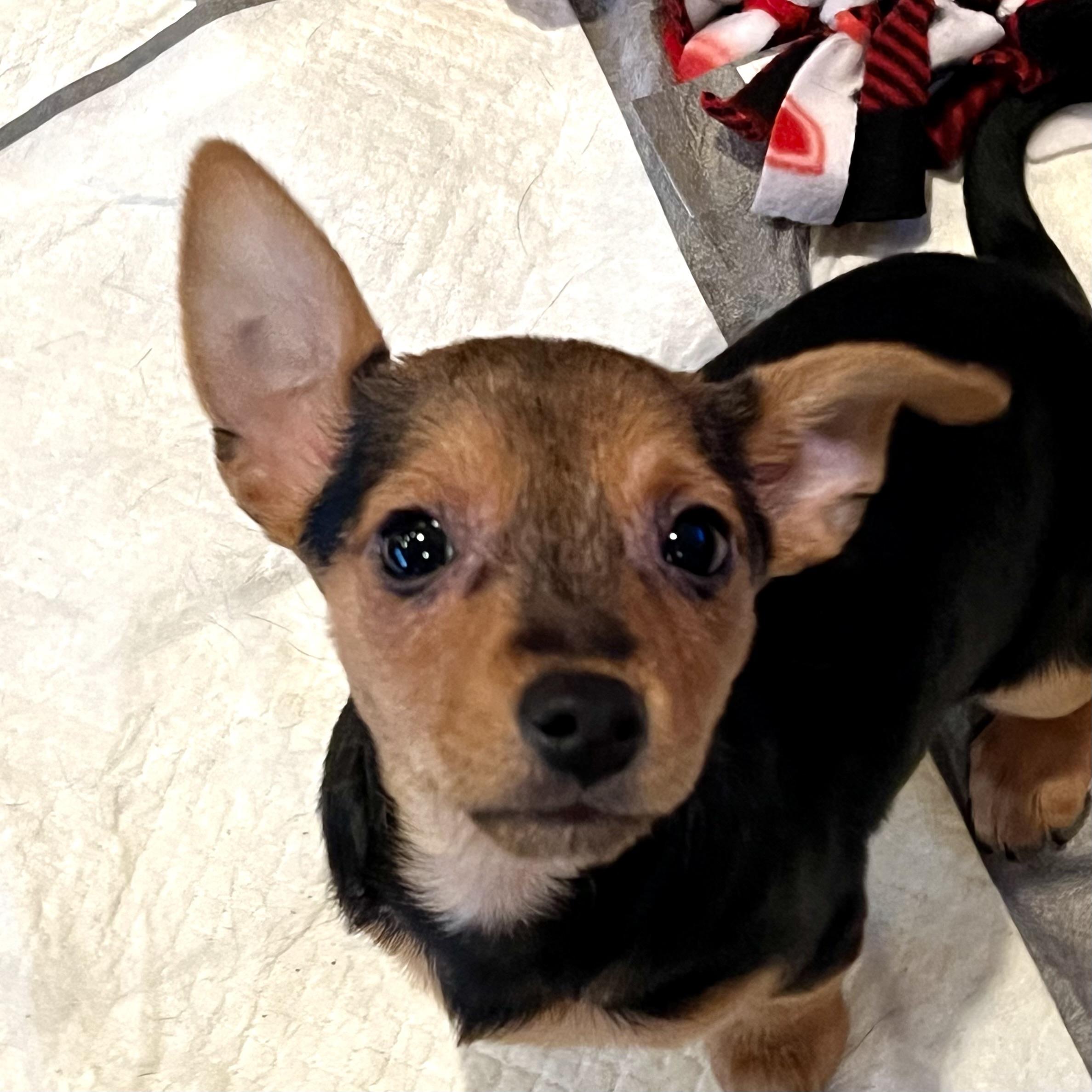 Enlarge Wally, an adopted mixed breed in Prior Lake, MN image 3/5