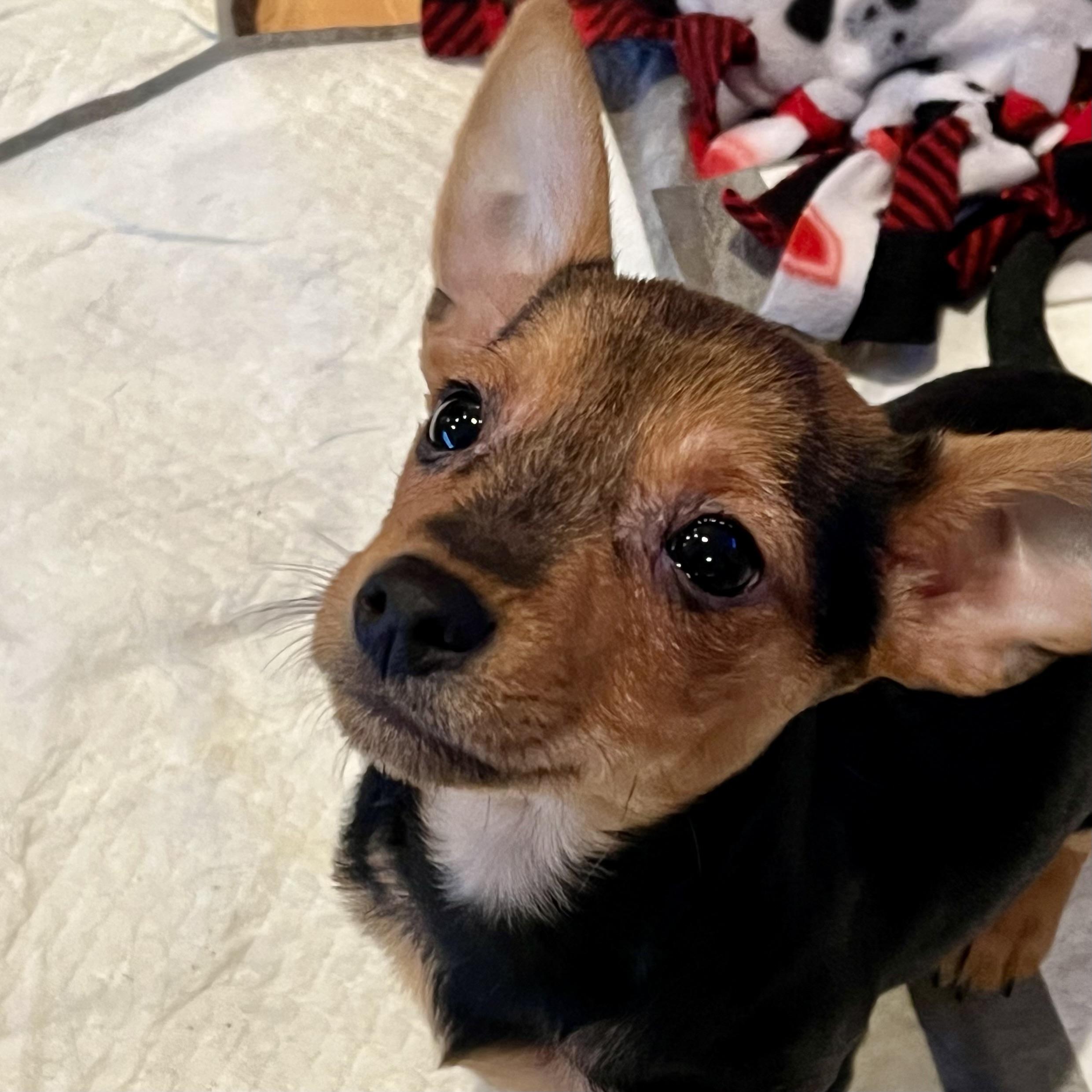 Wally, adopted, Puppy Male Chihuahua & Mixed Breed.