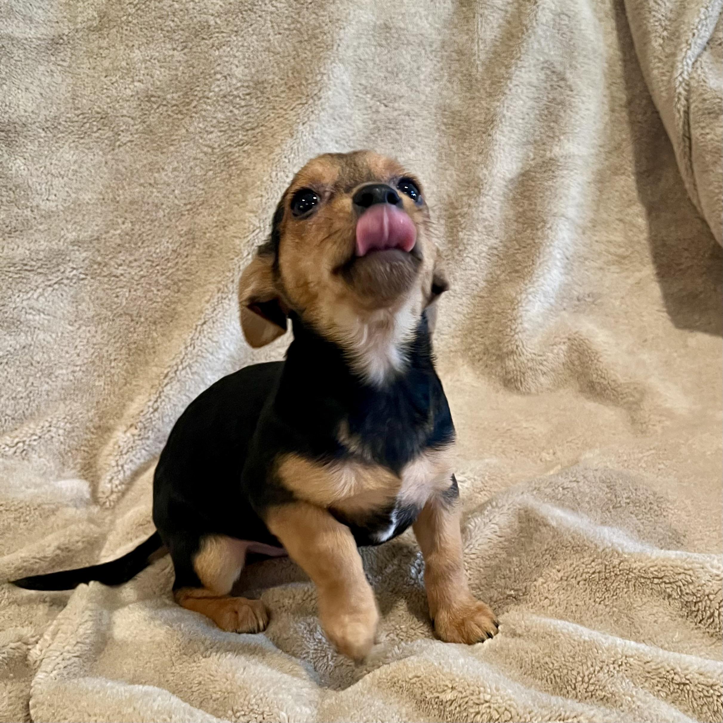 Enlarge Wally, an adopted mixed breed in Prior Lake, MN image 5/5