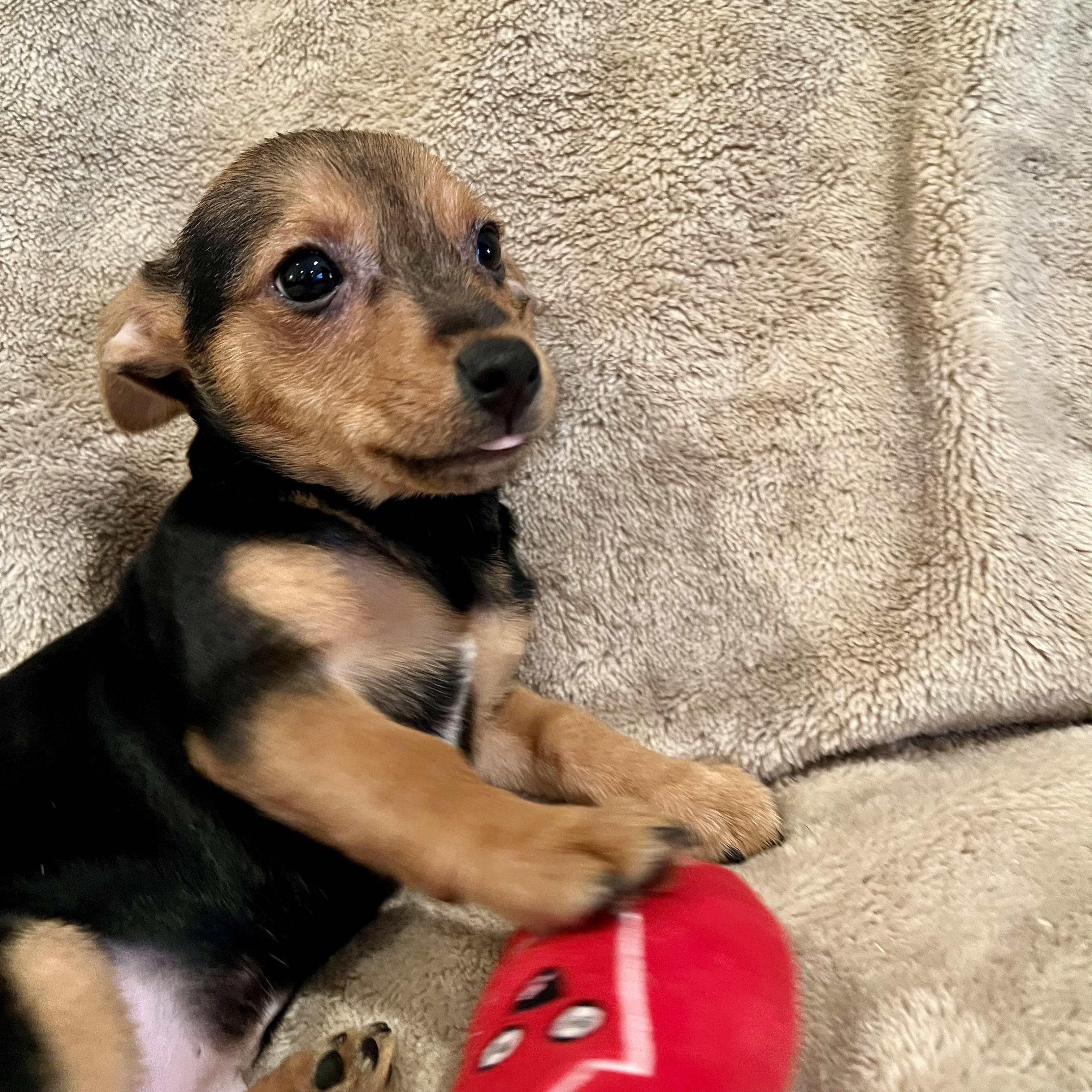 Enlarge Wally, an adopted mixed breed in Prior Lake, MN image 4/5