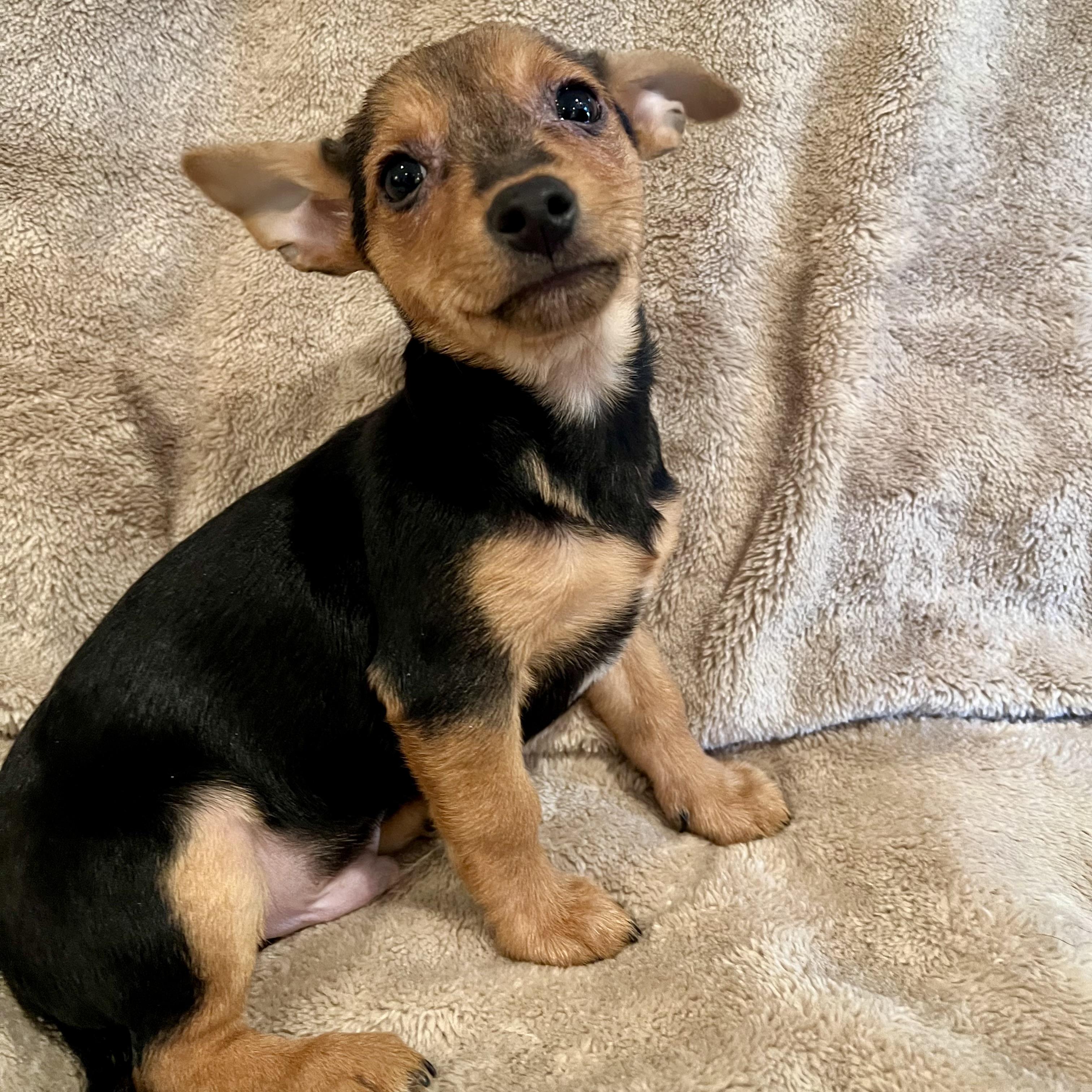 Enlarge Wally, an adopted mixed breed in Prior Lake, MN image 2/5