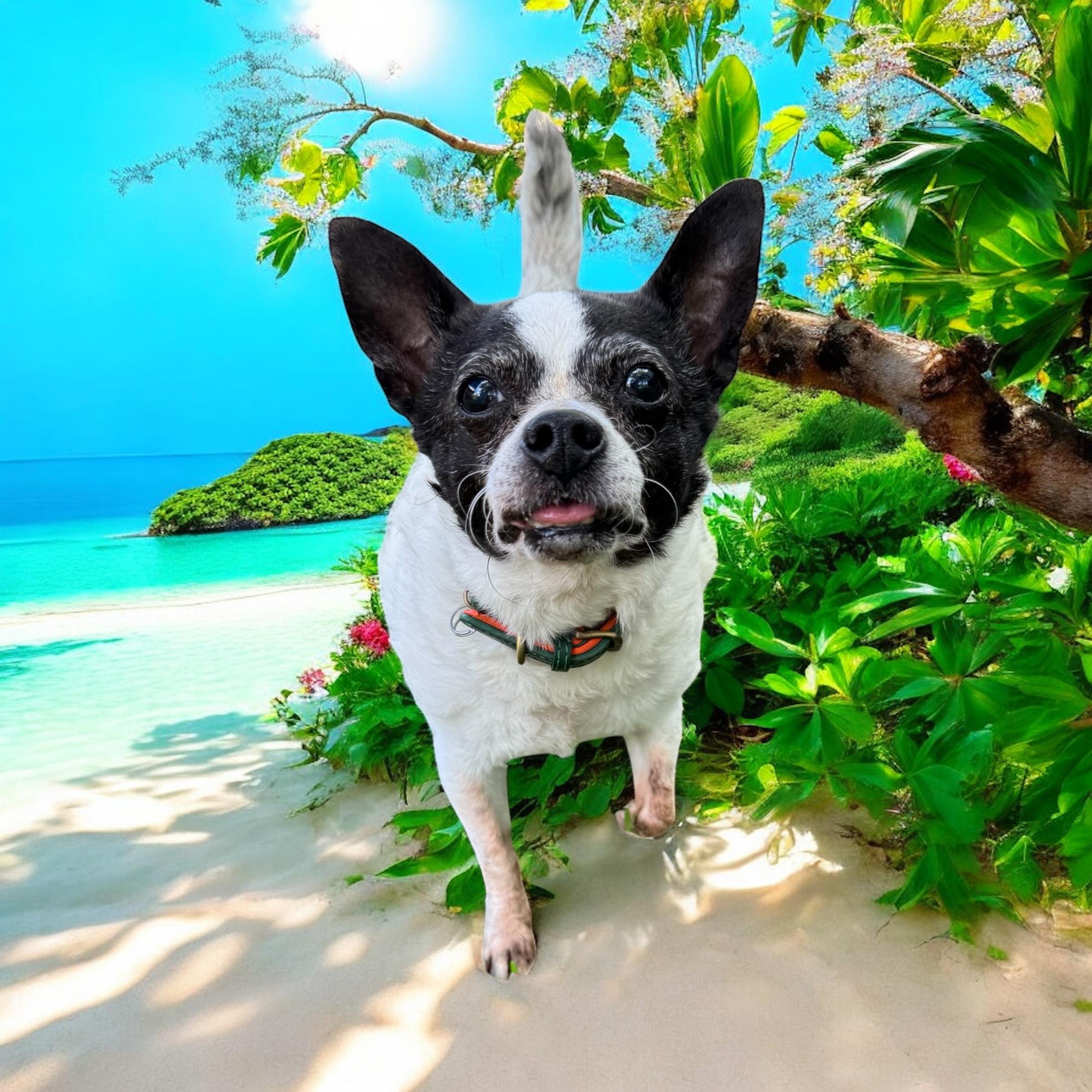 George, Adopted, Senior Male Chihuahua.