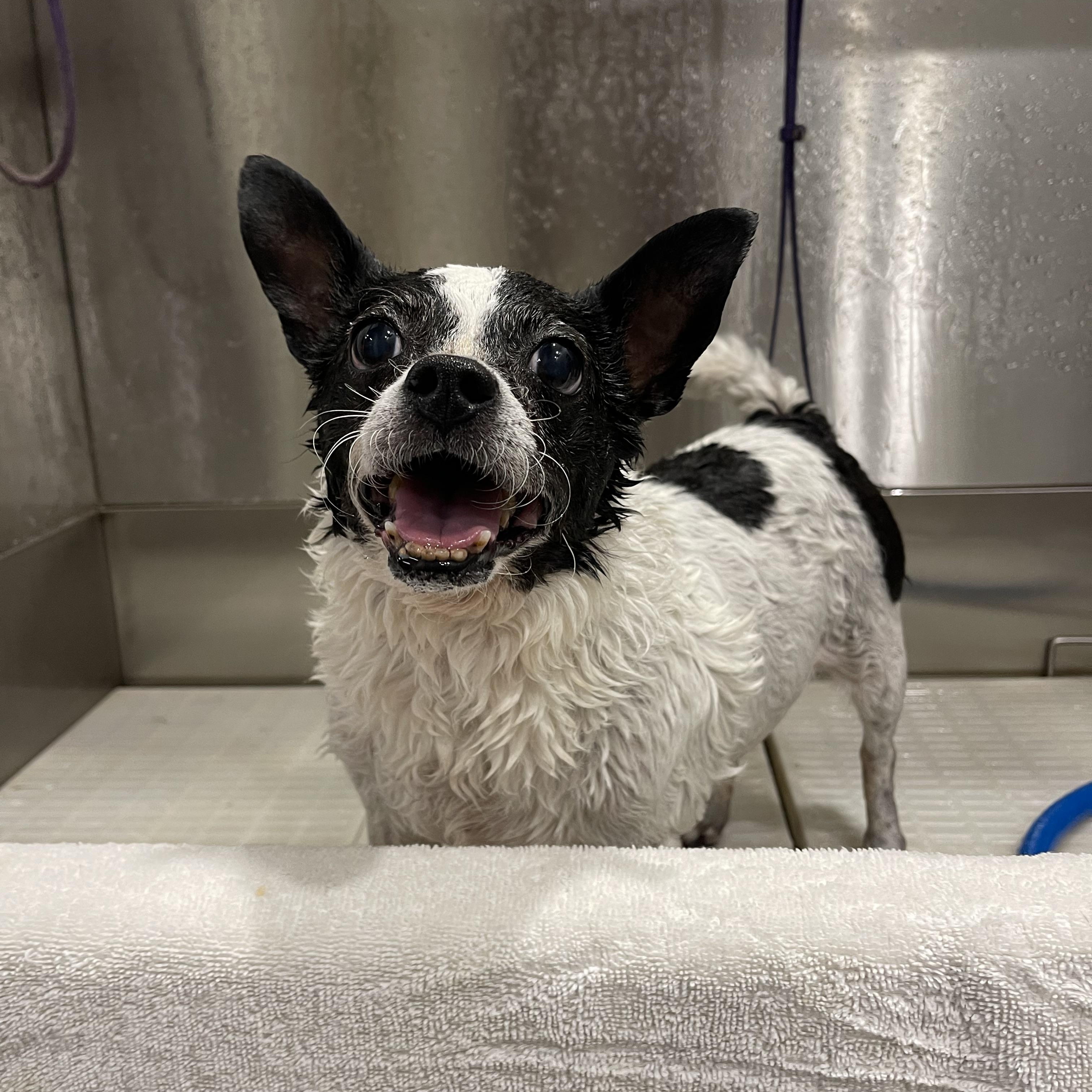 George, a Adopted mixed breed in Baton Rouge, LA image 2/5