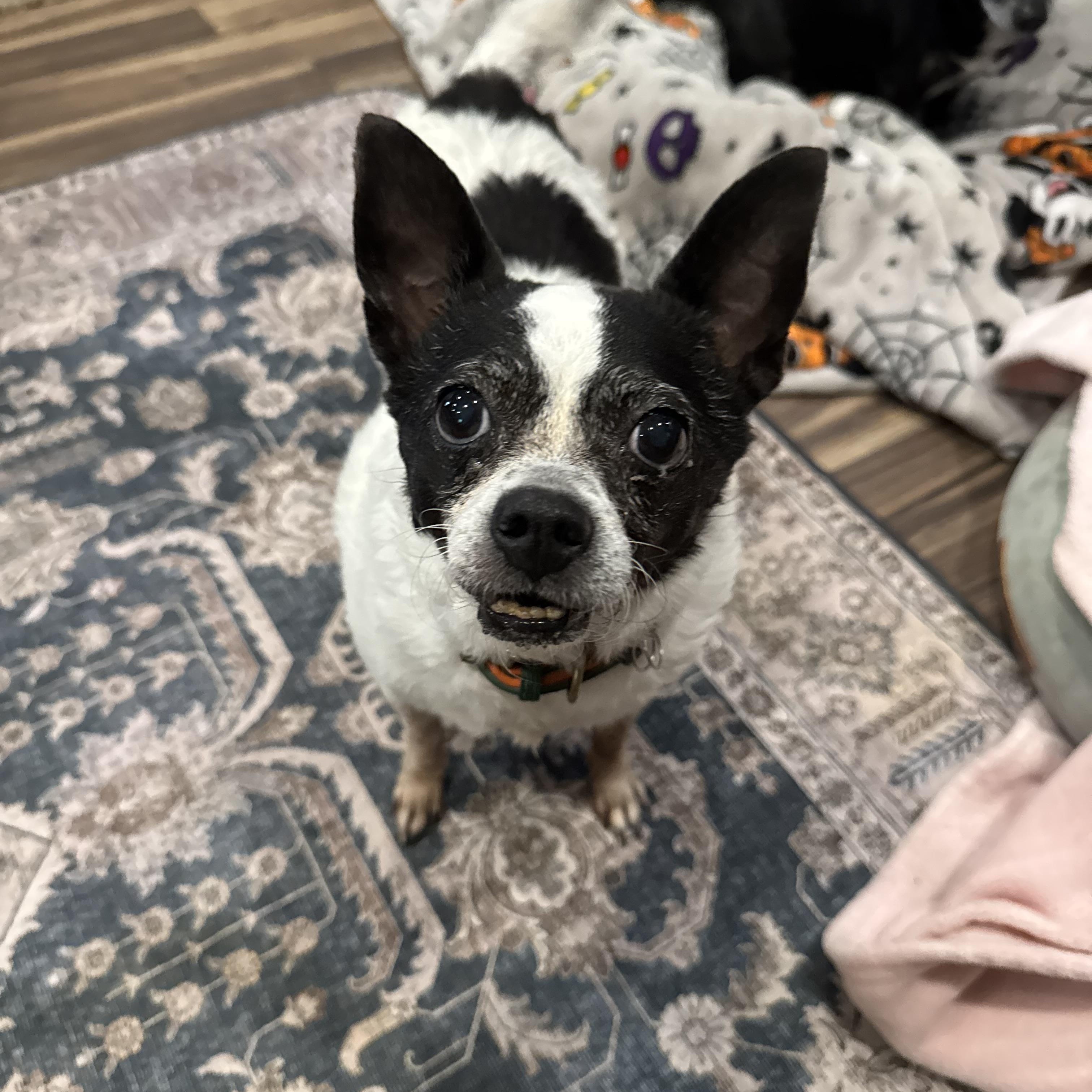 George, a Adopted mixed breed in Baton Rouge, LA image 3/5