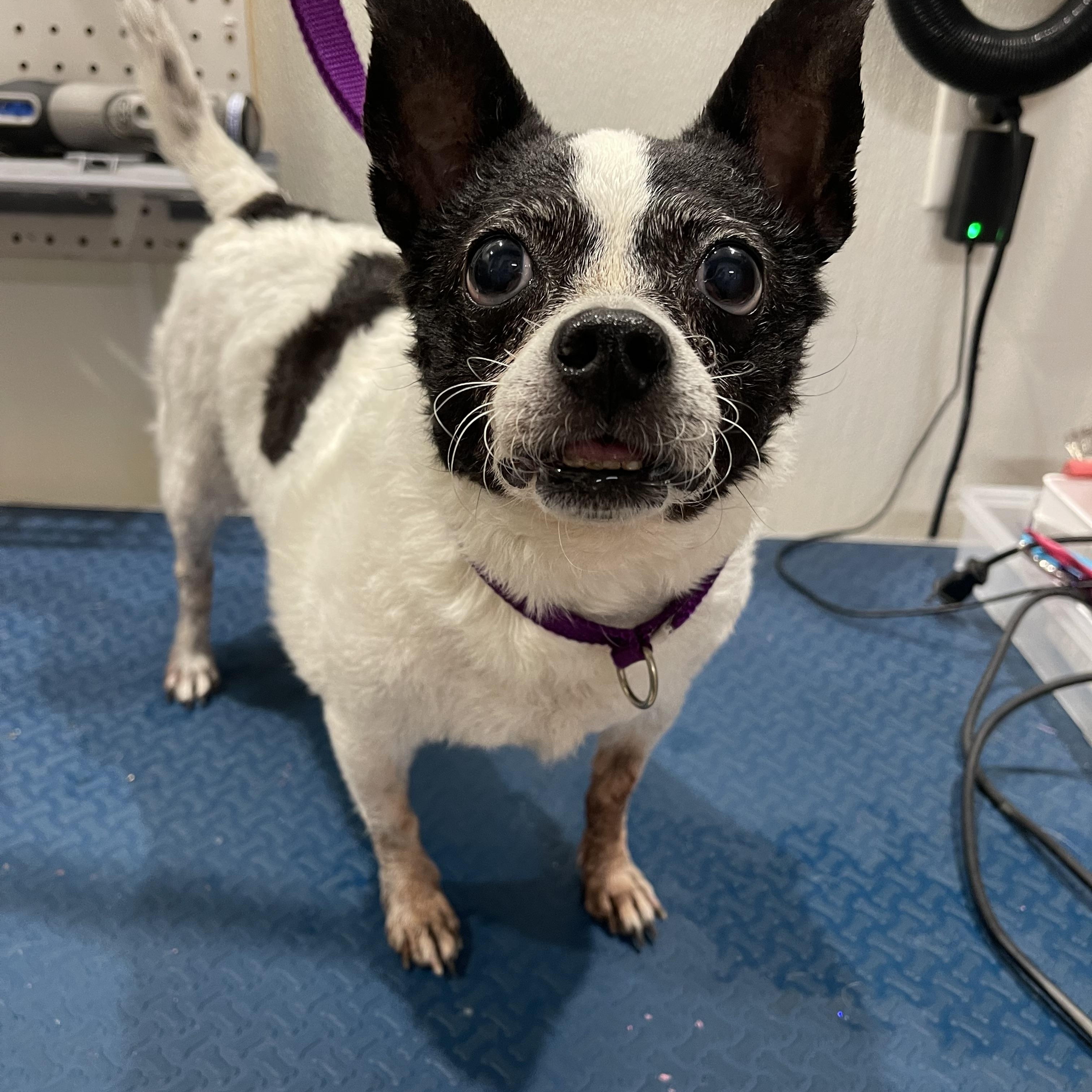 George, a Adopted mixed breed in Baton Rouge, LA image 4/5