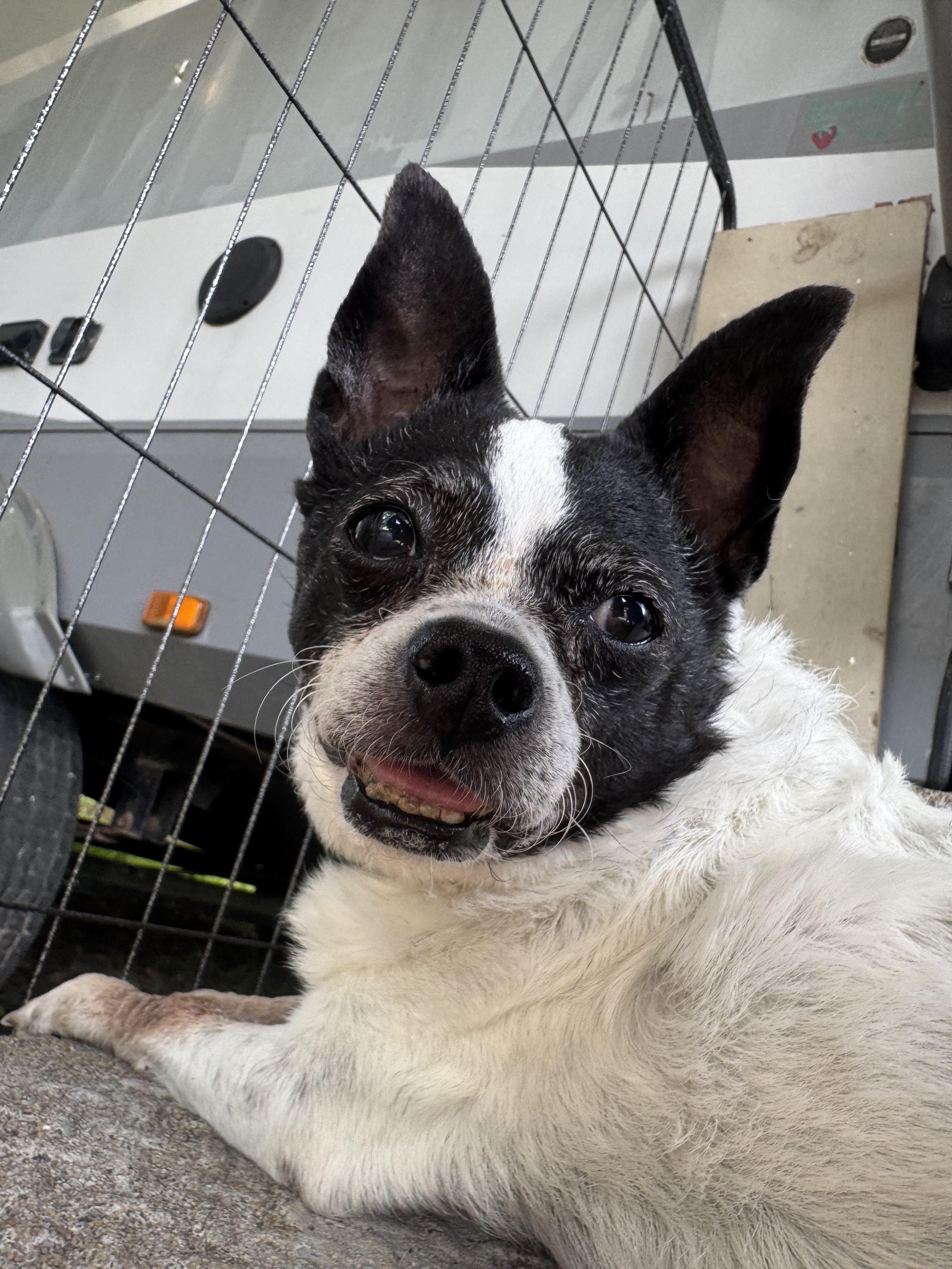 George, a Adopted mixed breed in Baton Rouge, LA image 5/5
