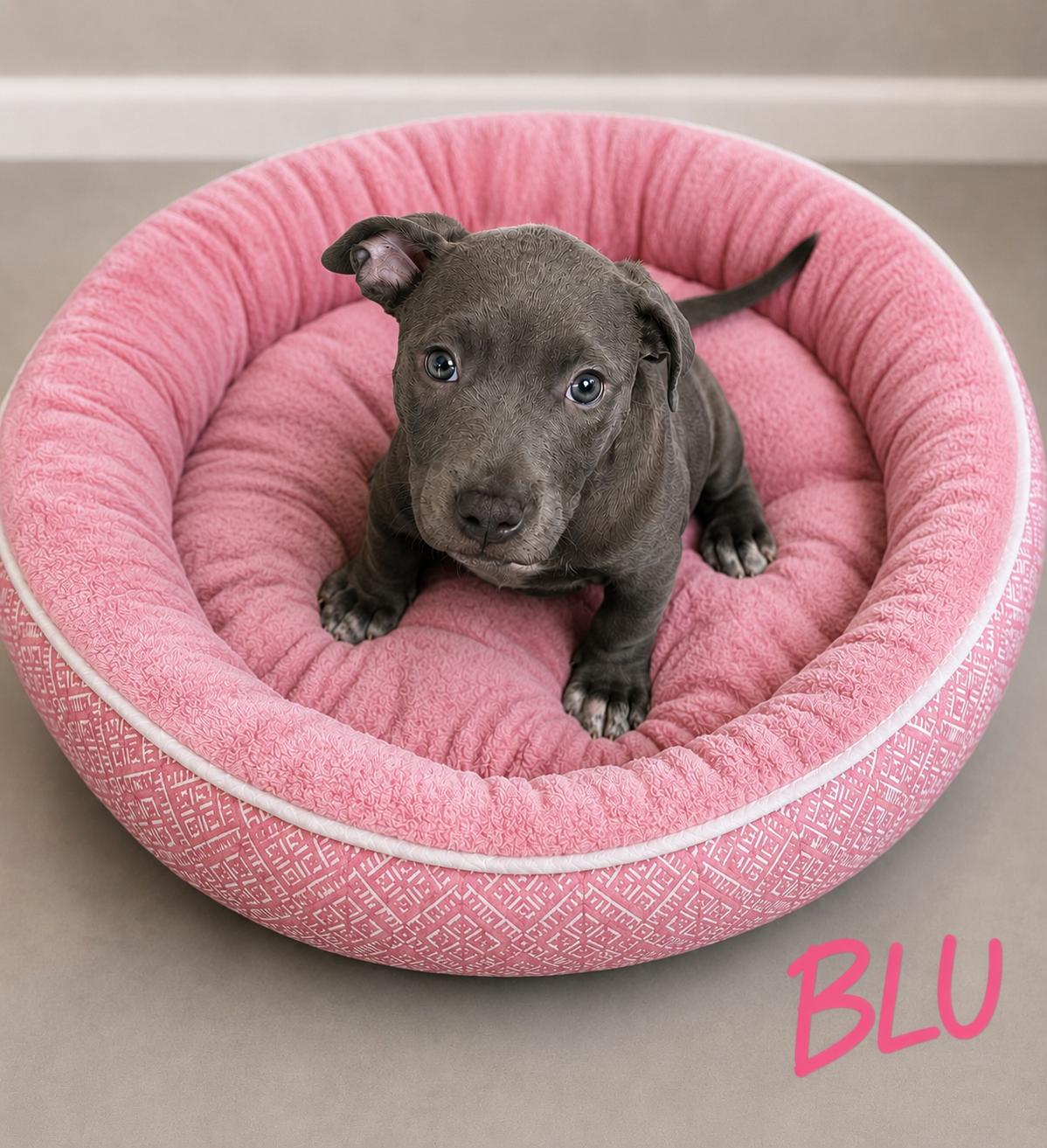 Blu, Adopted, Puppy Female Pit Bull Terrier.