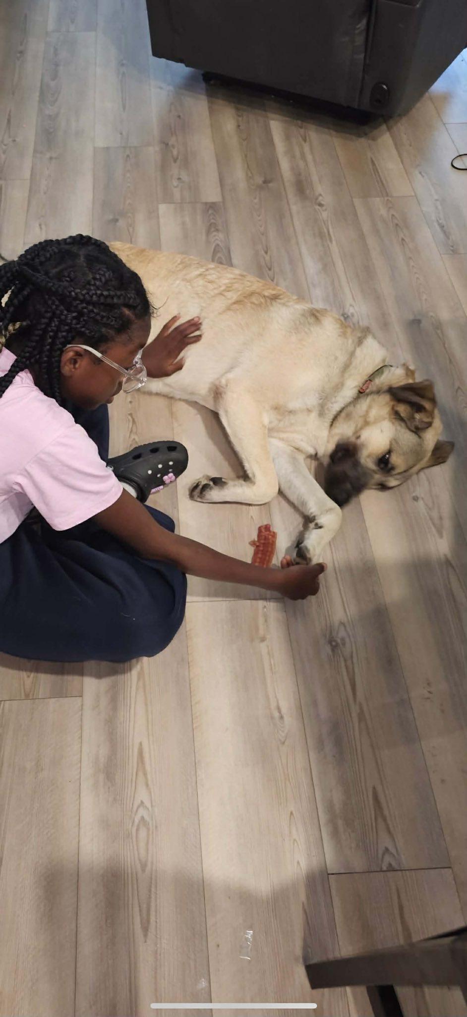 Enlarge Rusty, a Adoptable German Shepherd Dog in Dallas, TX image 1/3