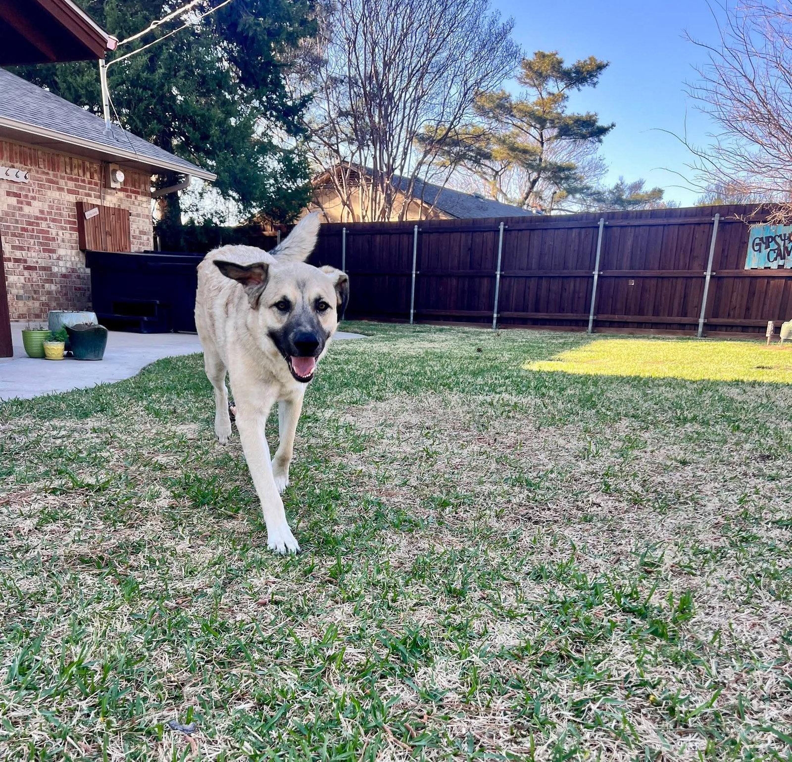 Enlarge Rusty, a Adoptable German Shepherd Dog in Dallas, TX image 1/3