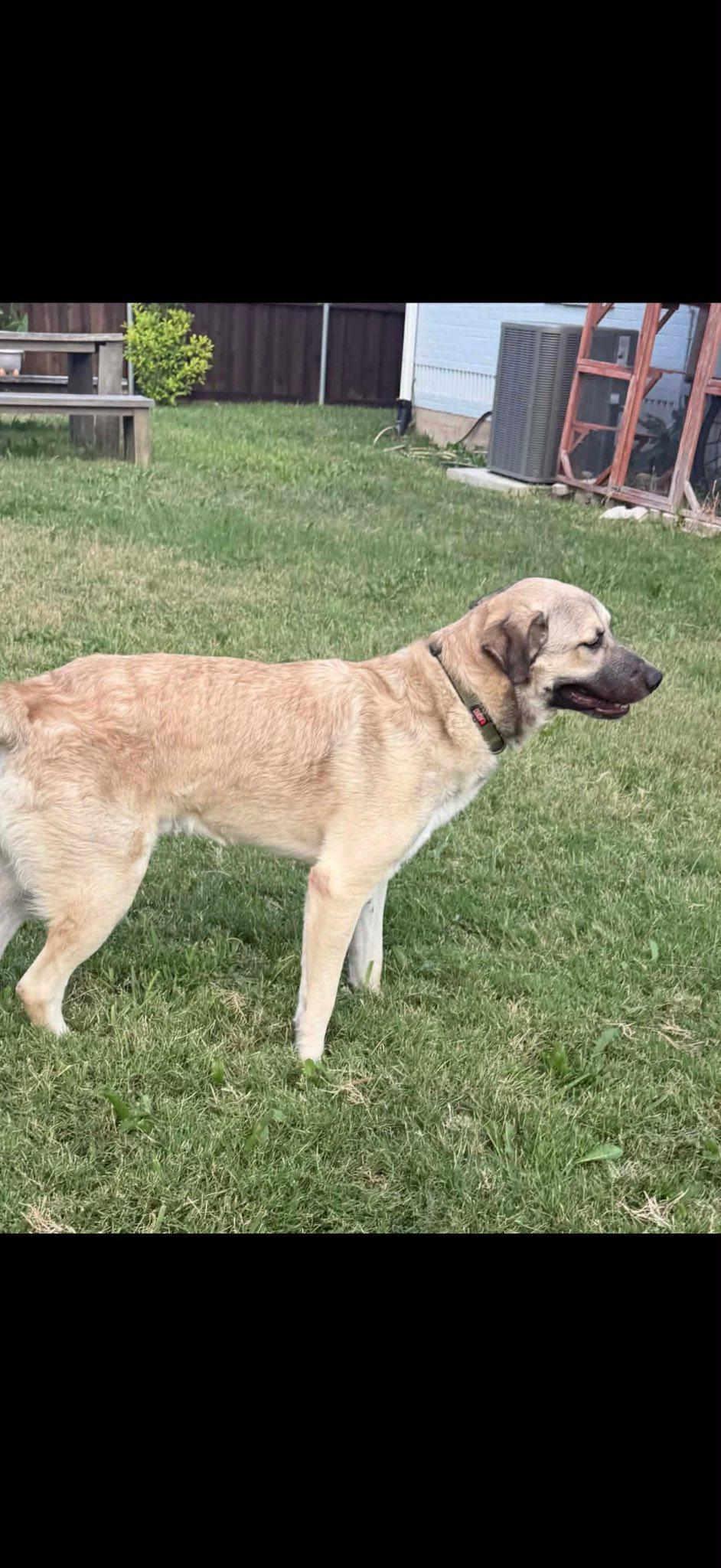 Enlarge Rusty, a Adoptable German Shepherd Dog in Dallas, TX image 2/3