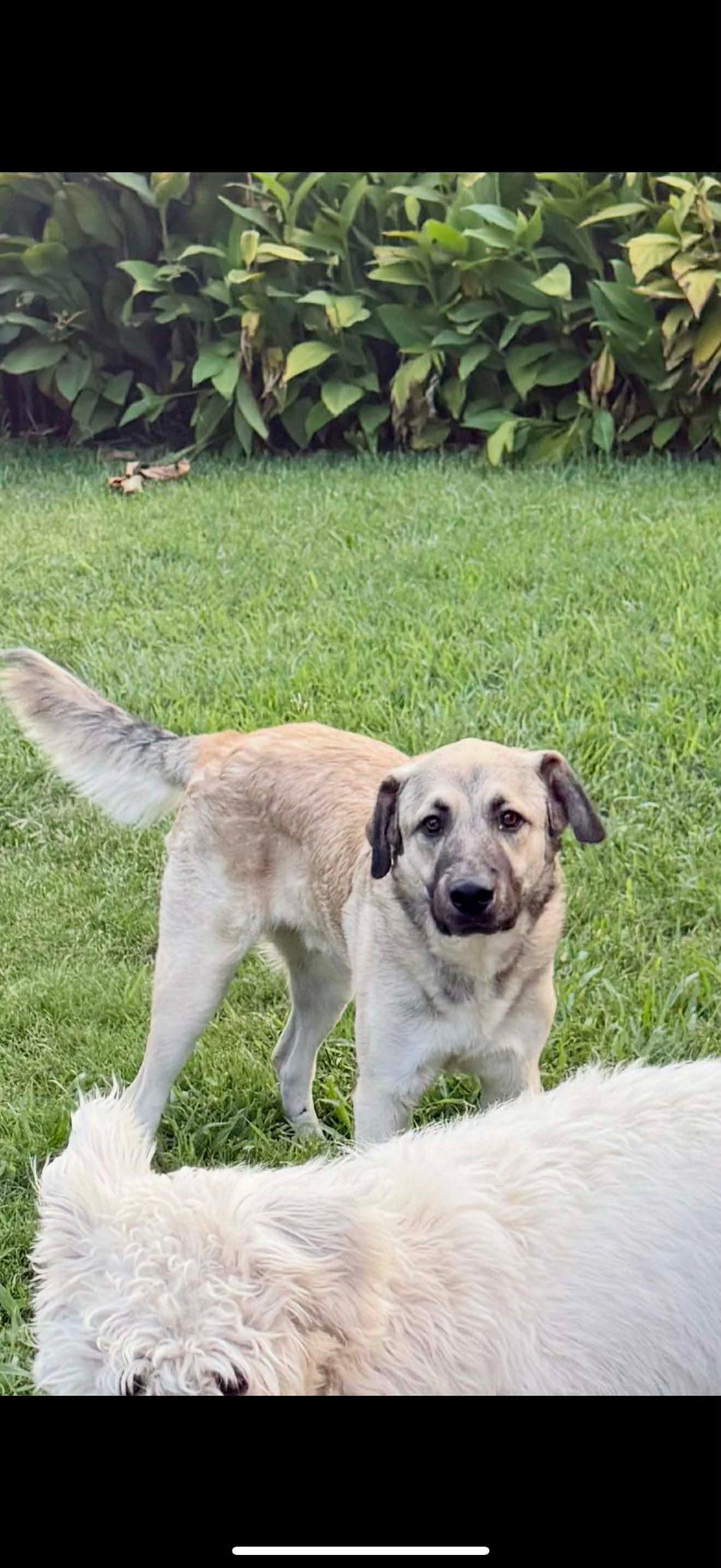 Enlarge Rusty, a Adoptable German Shepherd Dog in Dallas, TX image 3/3
