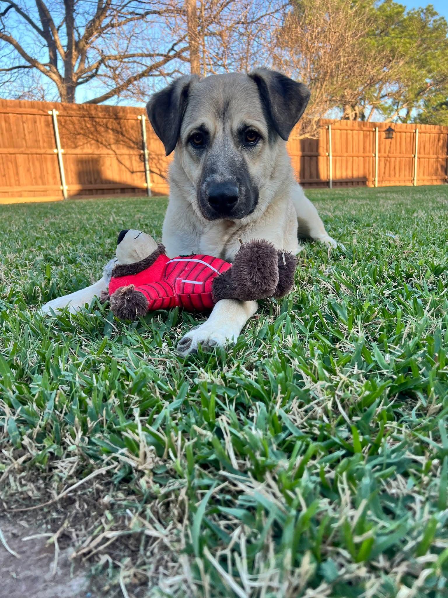 Enlarge Rusty, a Adoptable German Shepherd Dog in Dallas, TX image 2/3