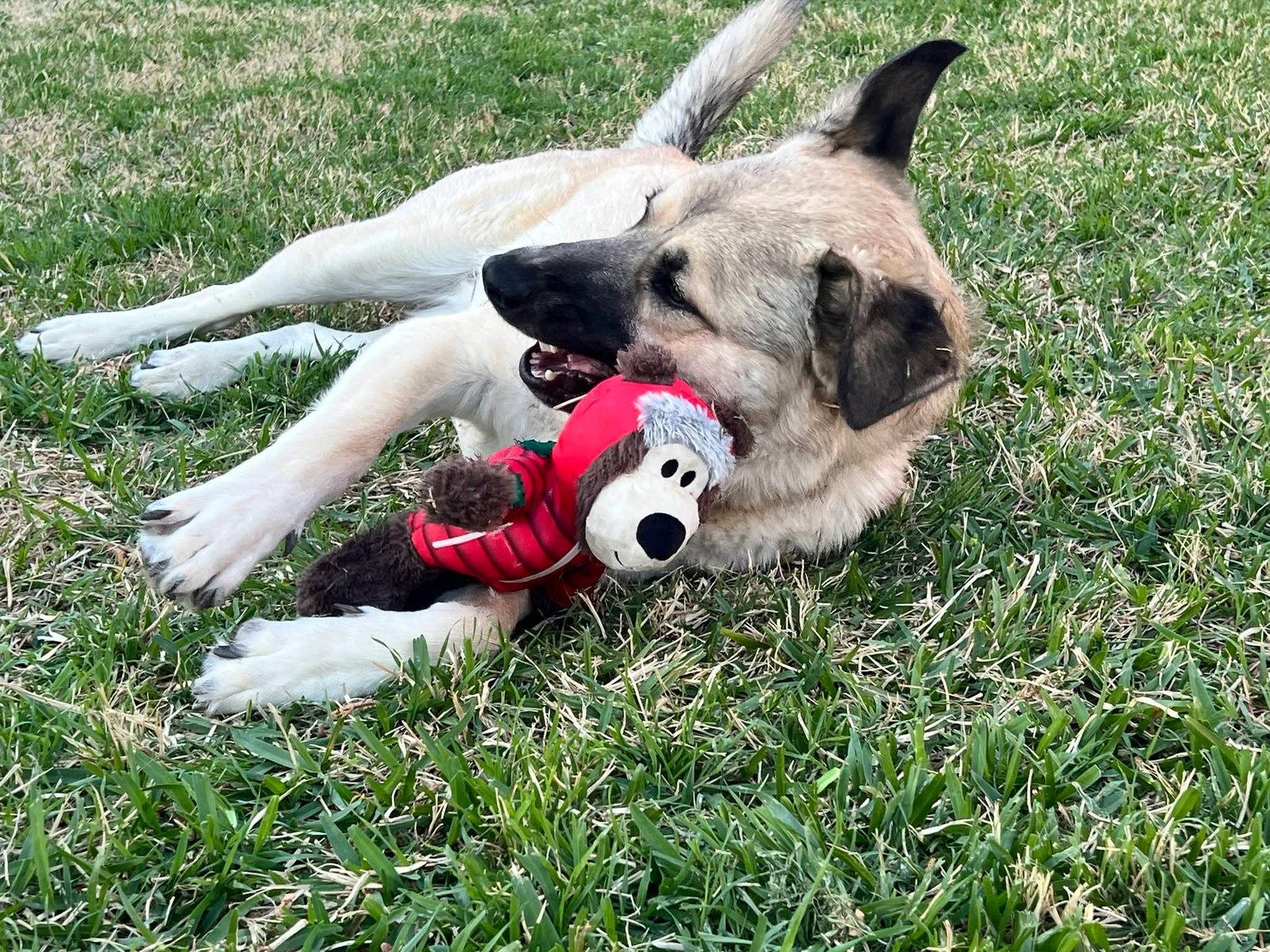 Enlarge Rusty, a Adoptable German Shepherd Dog in Dallas, TX image 3/3
