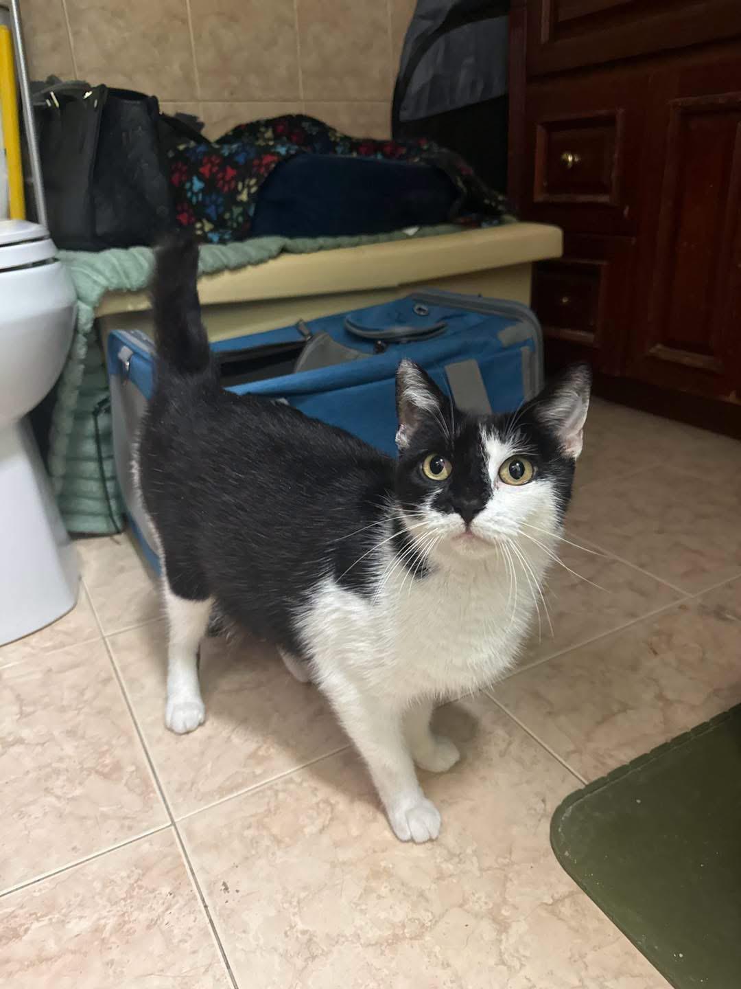 Princess, ADOPTABLE, Adult Female Domestic Short Hair.