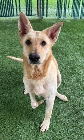 Landon, an adoptable Shepherd in Coos Bay, OR, 97420 | Photo Image 1