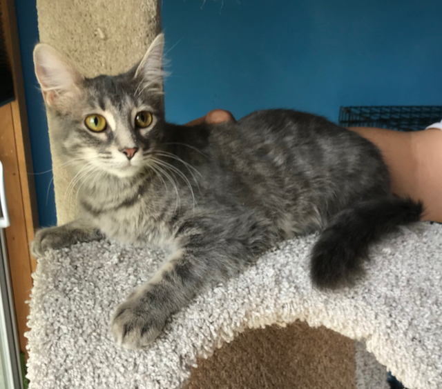 Eedie, Young Female Domestic Medium Hair
