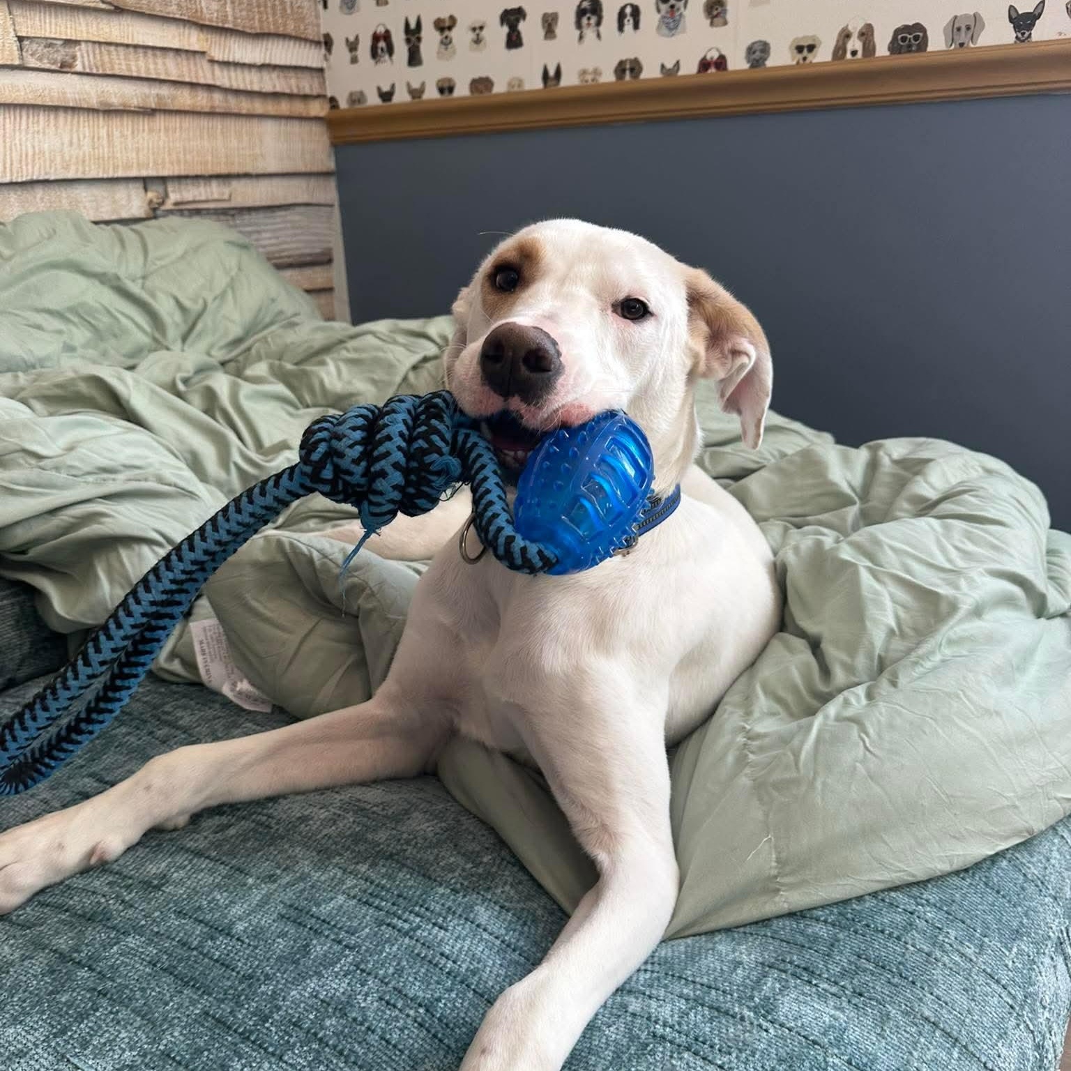 Lumos — thumbnail 2