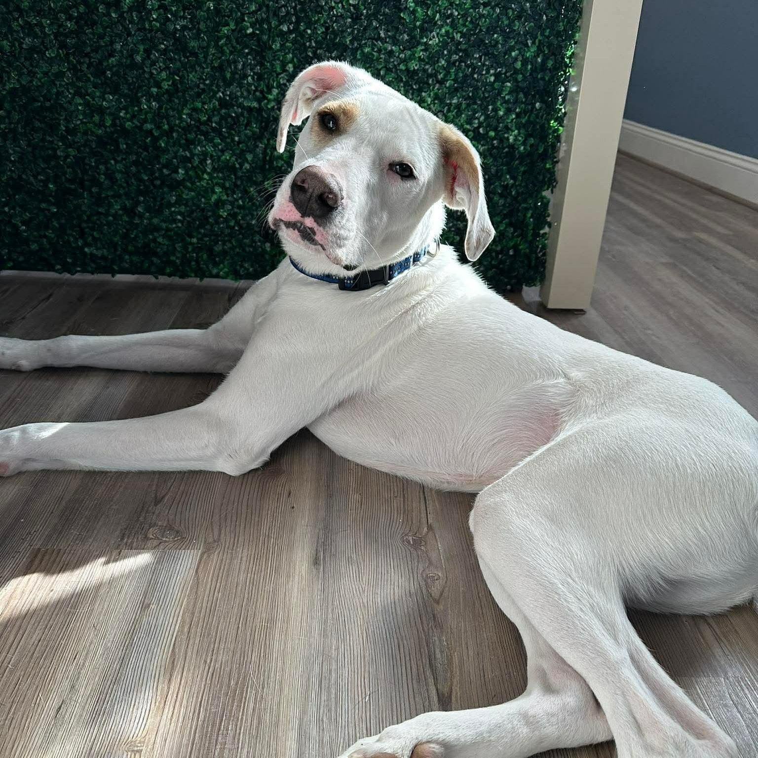 Lumos — thumbnail 3