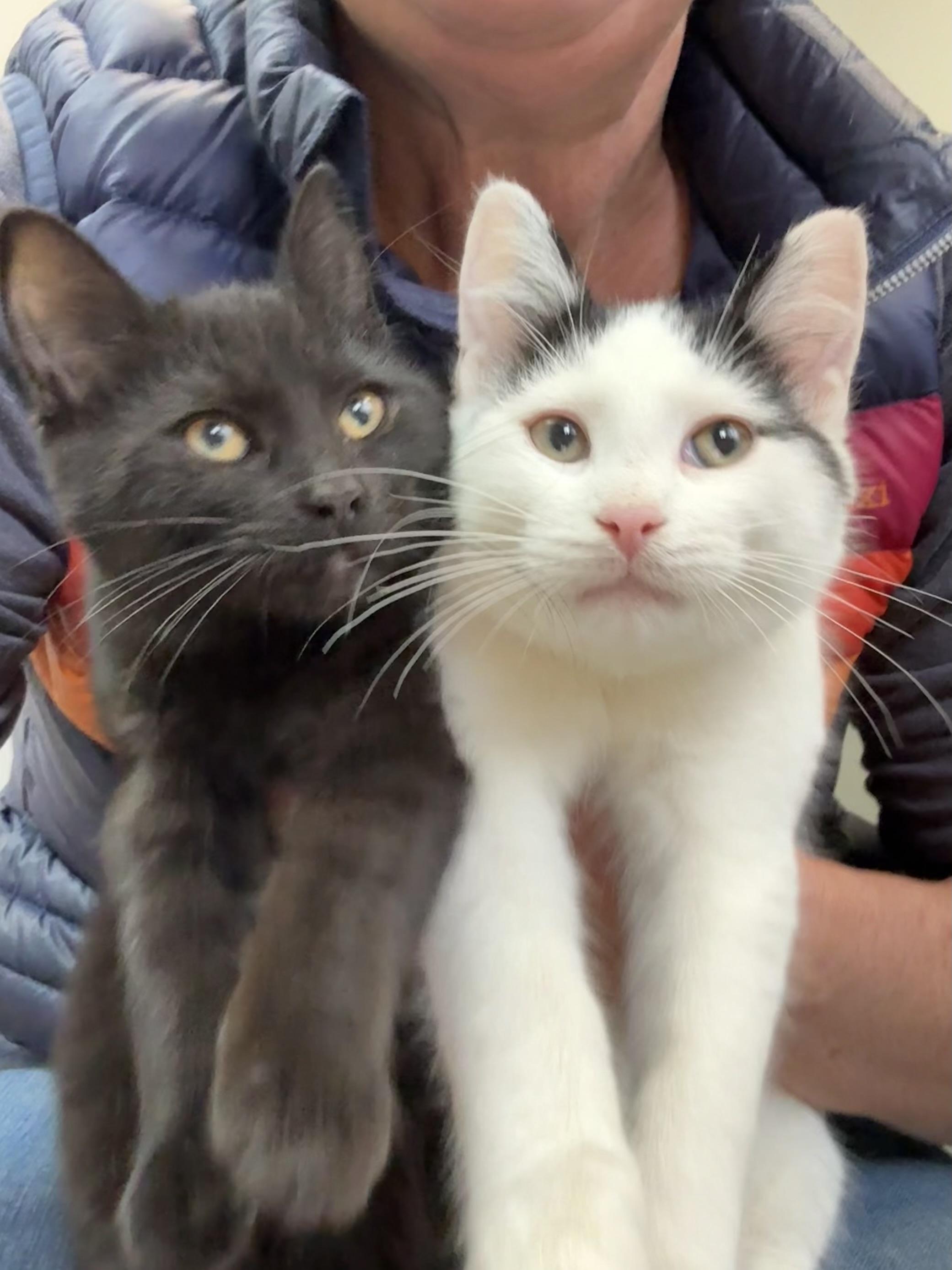 Blackaroni and Cheese (Bonded pair), adopted, Young Male Domestic Short Hair.