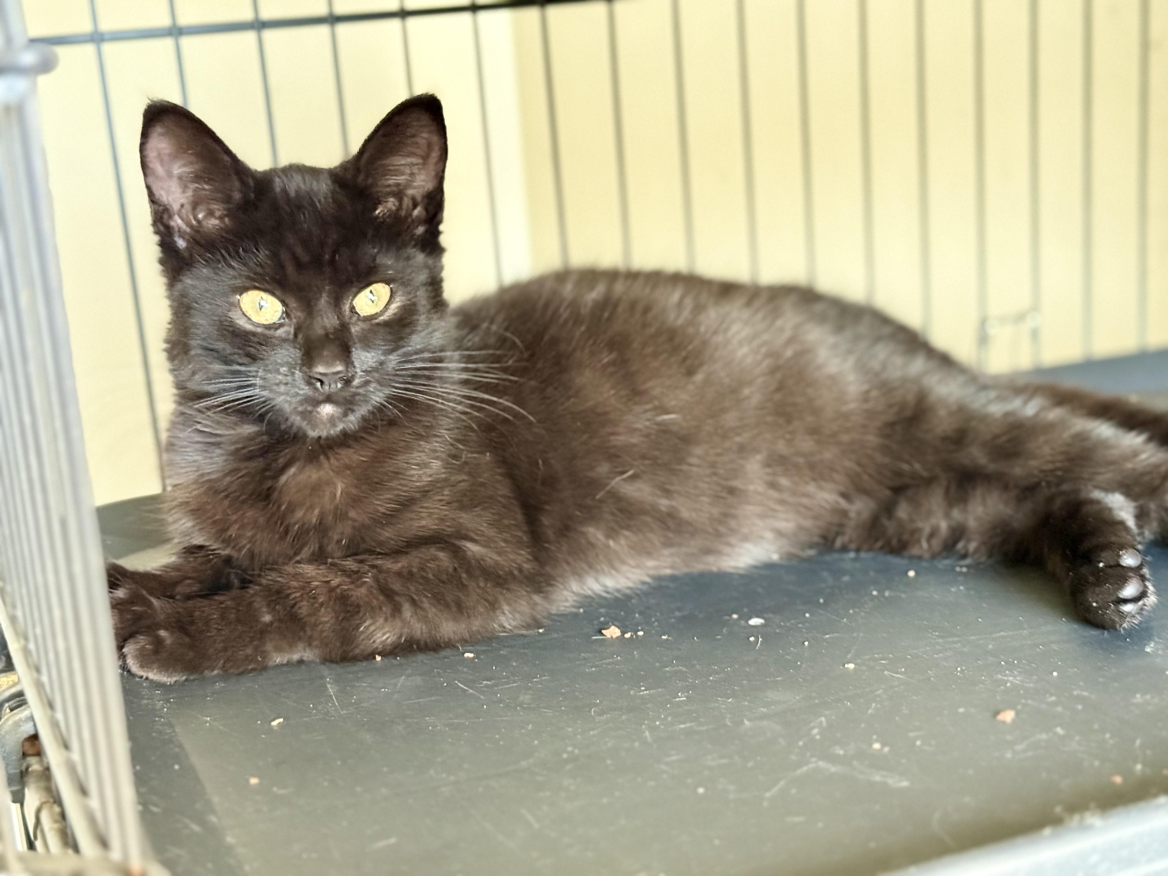 Enlarge Blackaroni and Cheese (Bonded pair), an adopted Domestic Short Hair in Oak Park, MI image 4/6