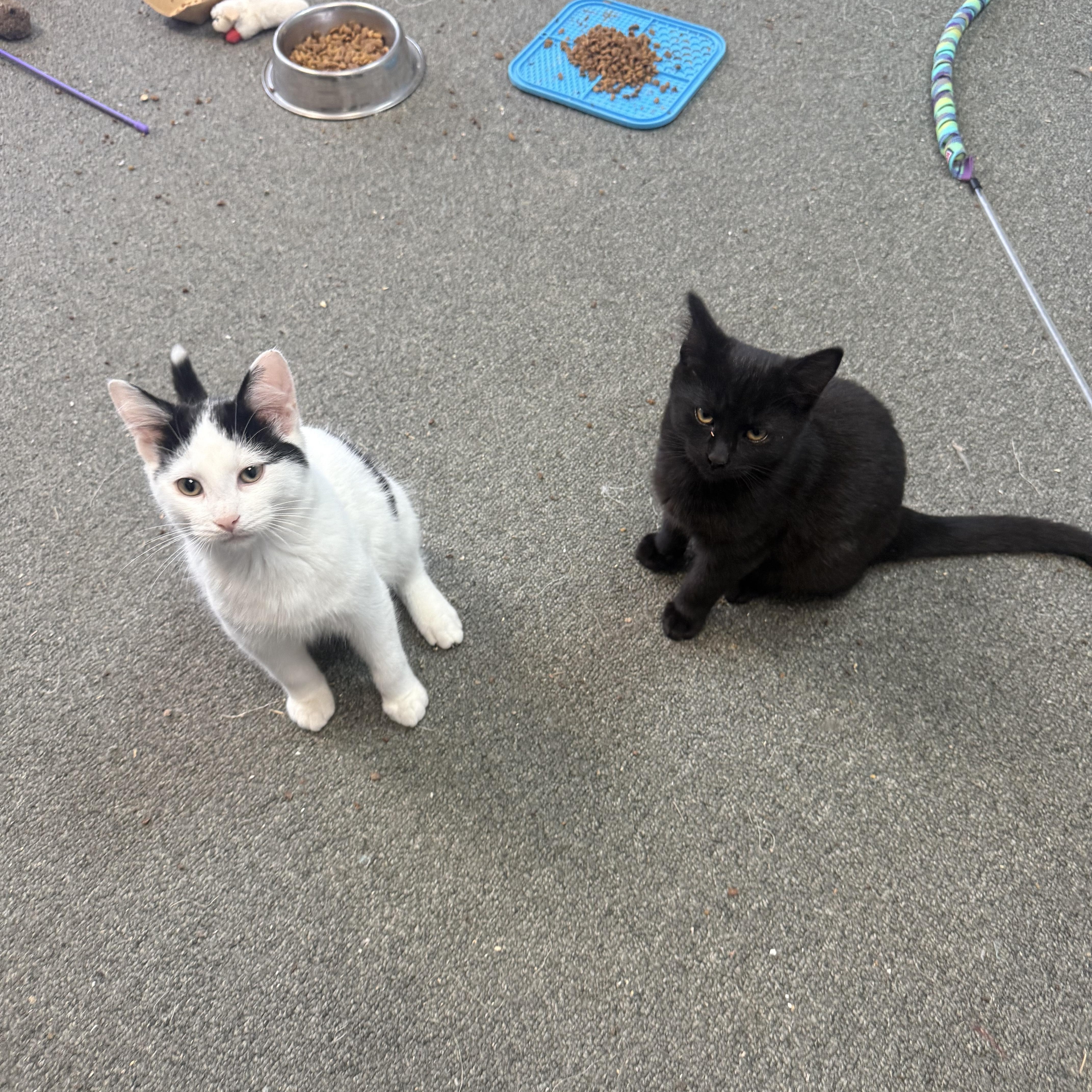 Enlarge Blackaroni and Cheese (Bonded pair), an adopted Domestic Short Hair in Oak Park, MI image 2/6
