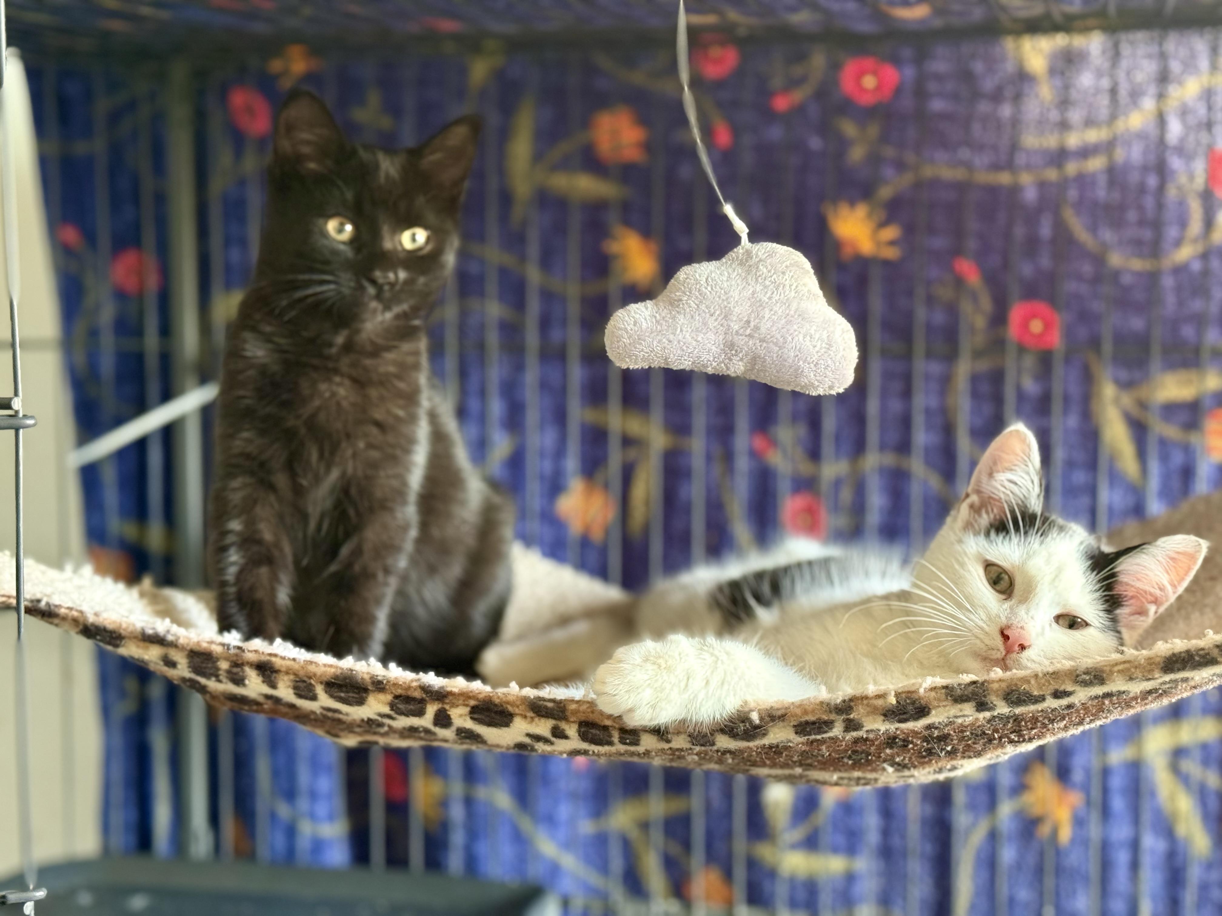 Enlarge Blackaroni and Cheese (Bonded pair), an adopted Domestic Short Hair in Oak Park, MI image 6/6