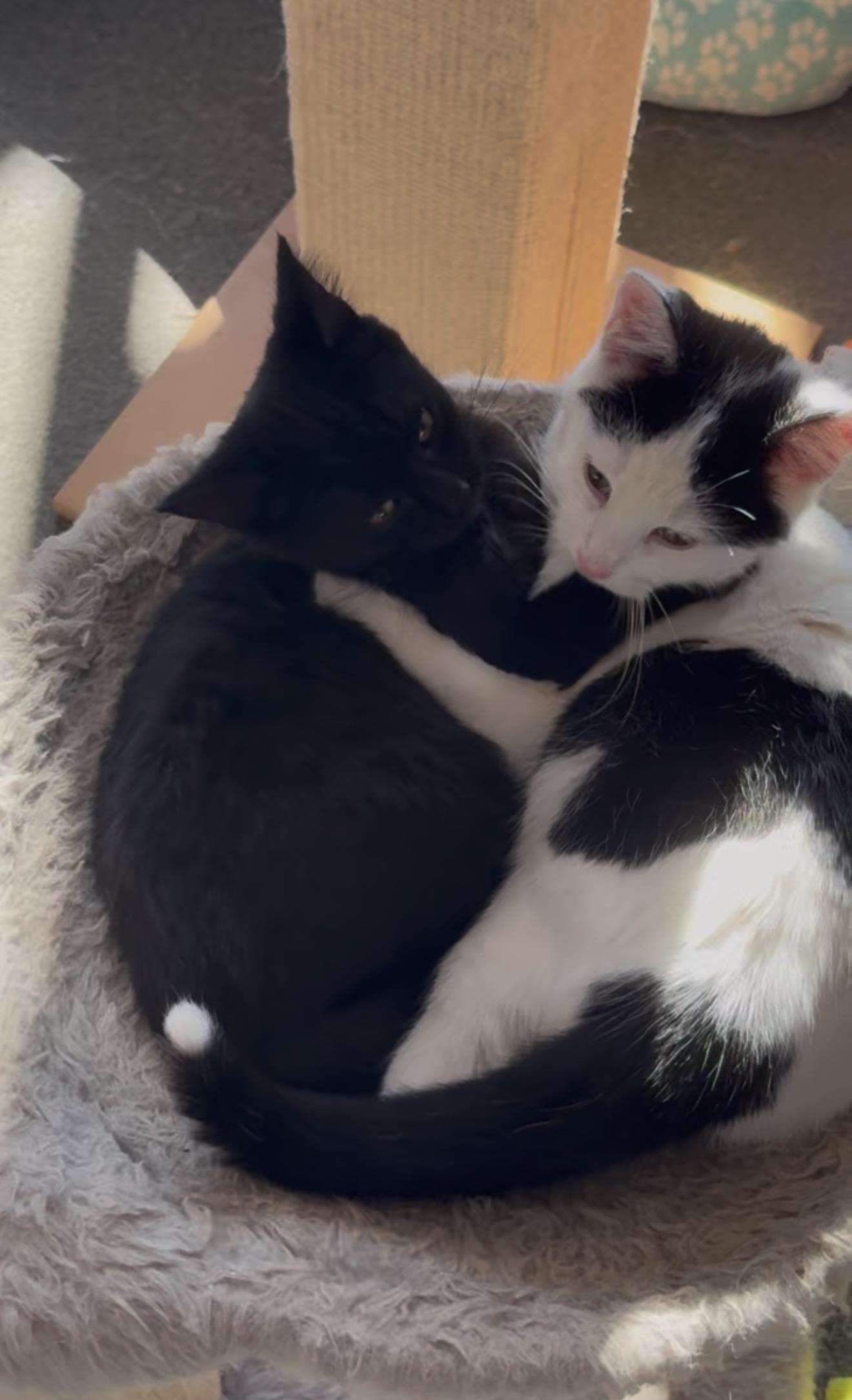 Enlarge Blackaroni and Cheese (Bonded pair), an adopted Domestic Short Hair in Oak Park, MI image 3/6