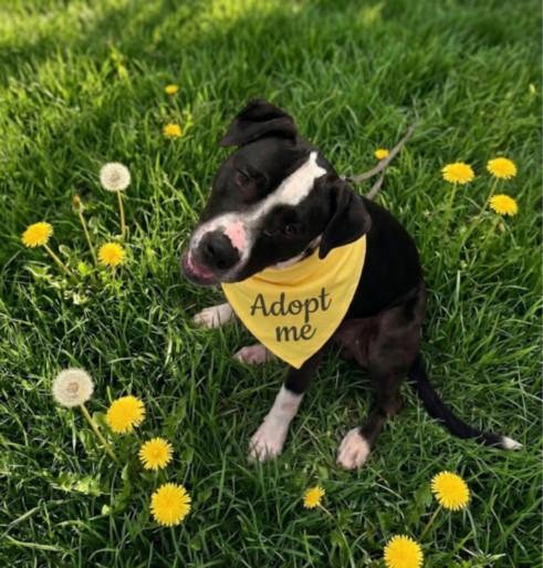 Enlarge FOODIE, a Adoptable Pit Bull Terrier in Derwood, MD image 1/1