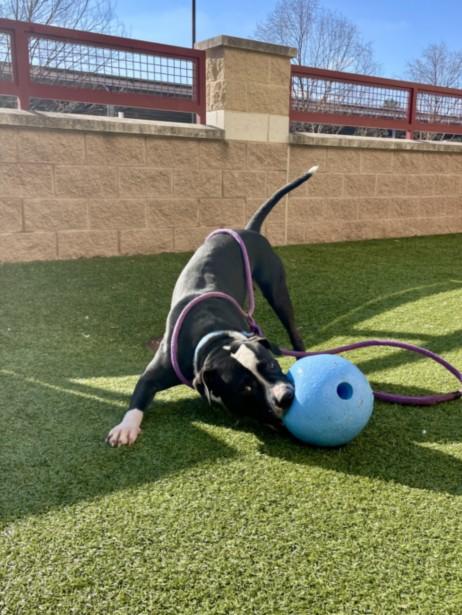 FOODIE, Adoptable, Young Male Pit Bull Terrier.