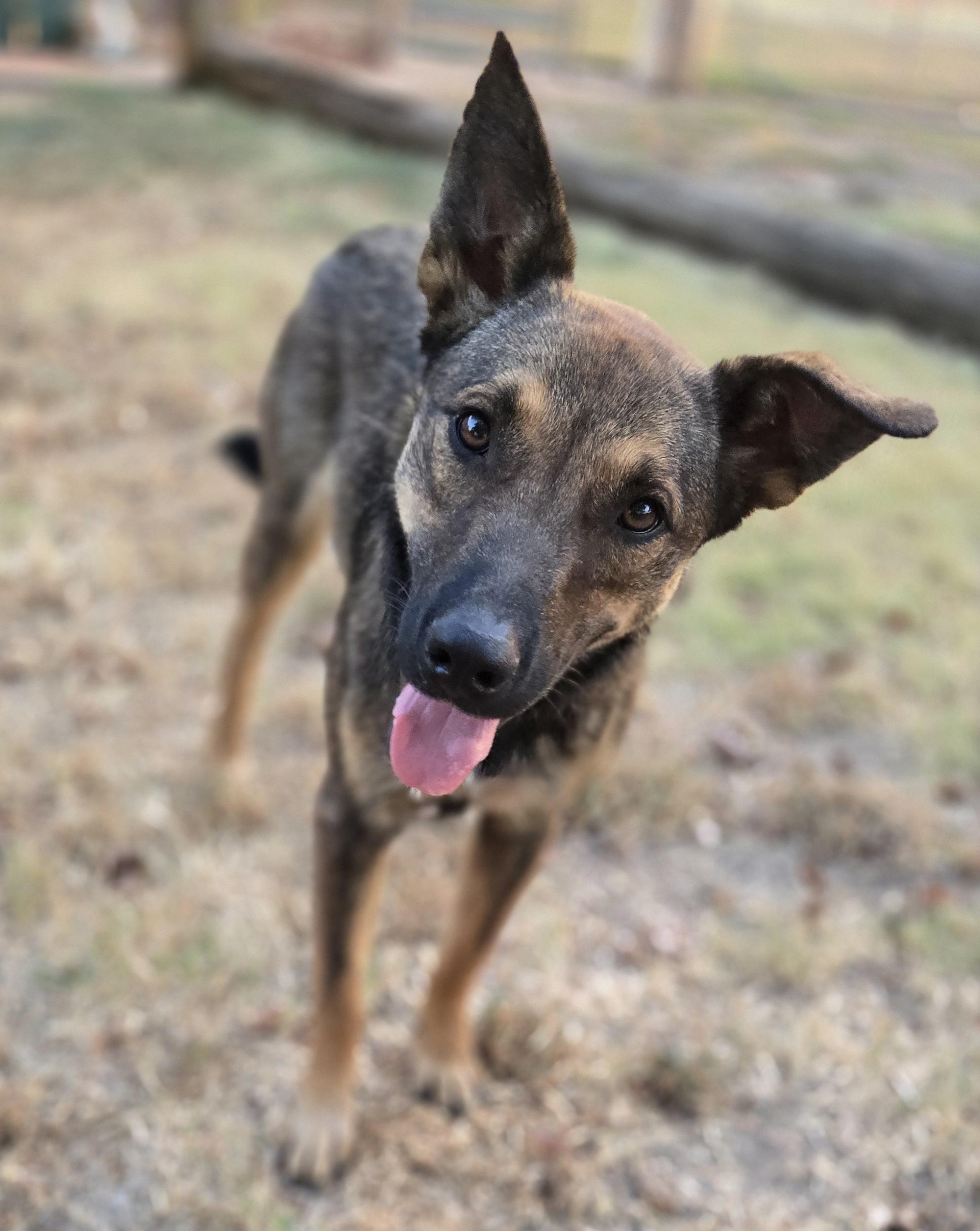 Enlarge Zelda, a Adopted mixed breed in Okemah, OK image 3/3