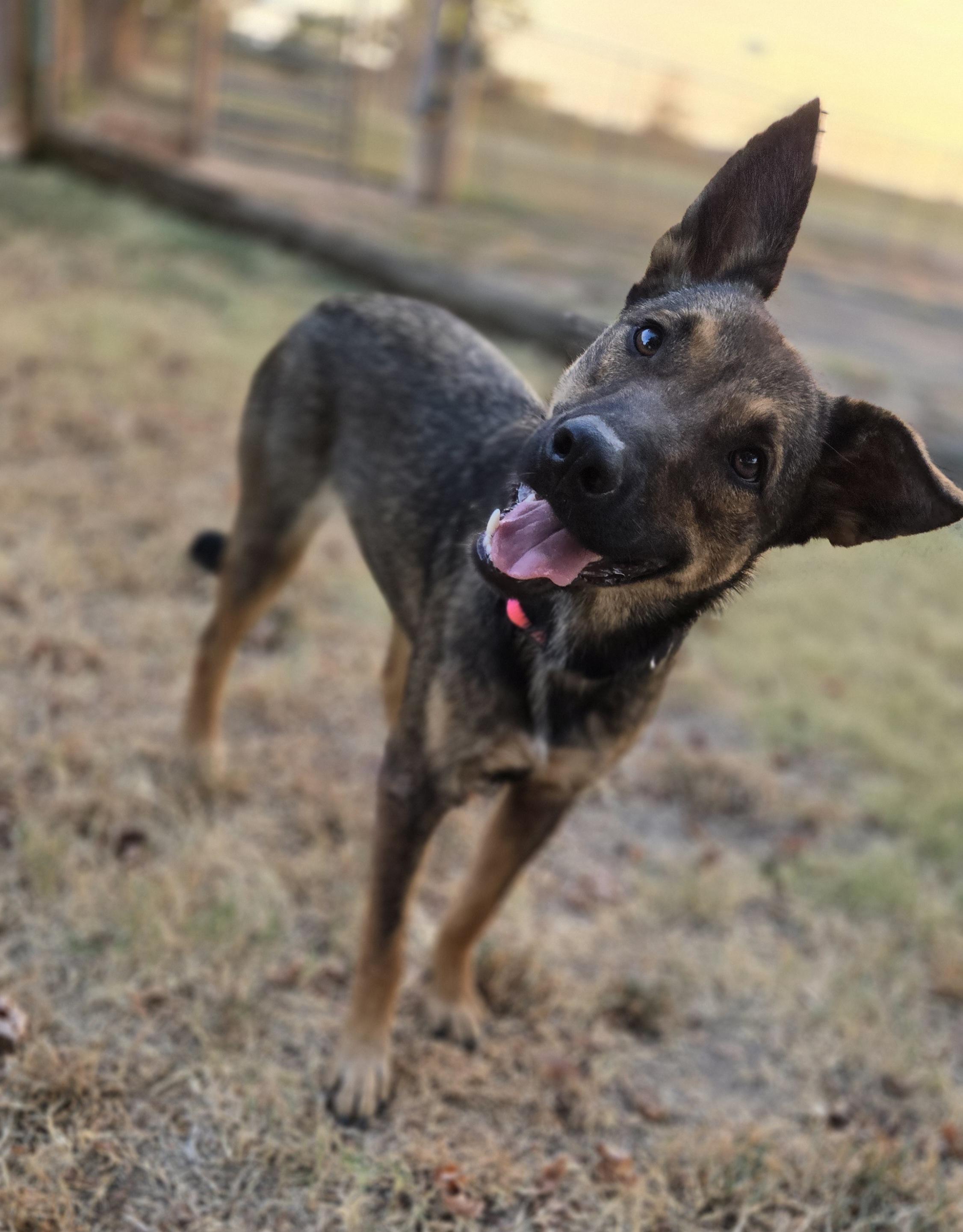Zelda, Adopted, Young Female Belgian Shepherd / Malinois.