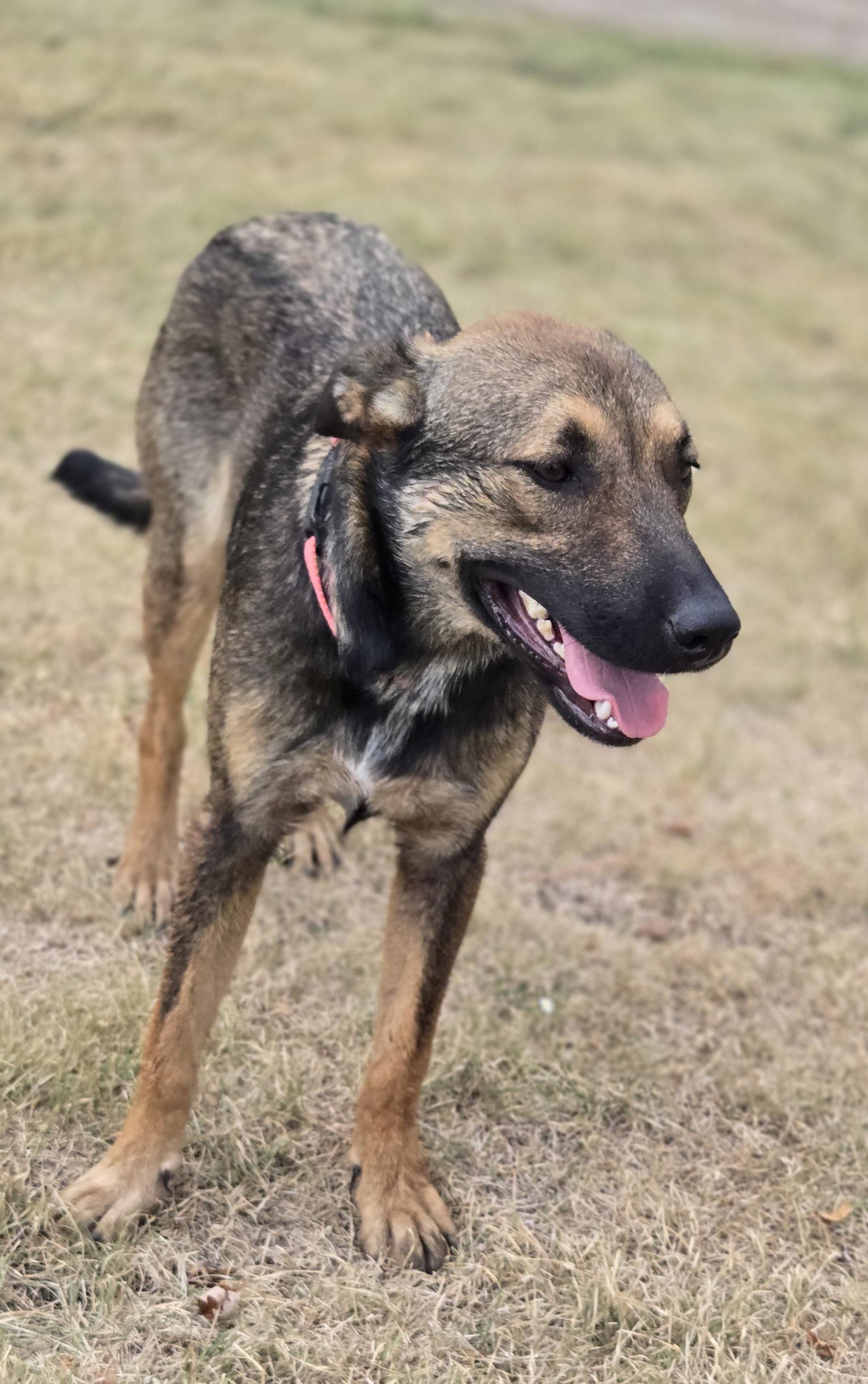 Enlarge Zelda, a Adopted mixed breed in Okemah, OK image 2/3