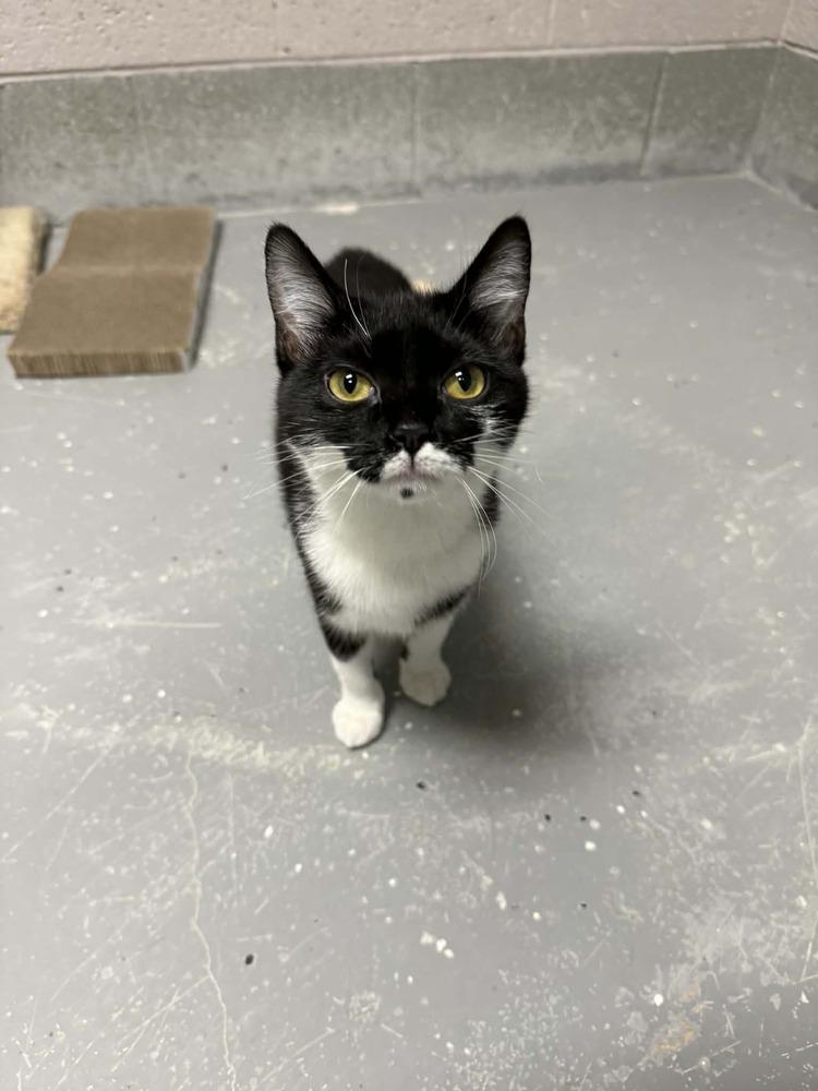 MILLIE, Adoptable, Young Female Domestic Short Hair.