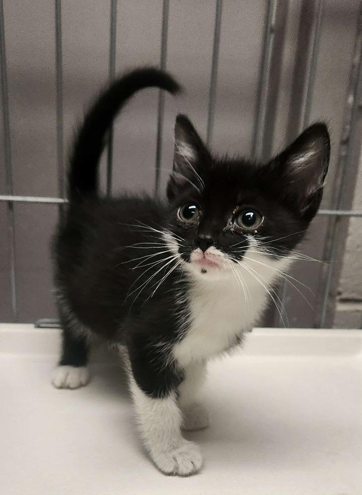 Enlarge MILLIE, a Adoptable mixed breed in Lexington, TN image 2/3